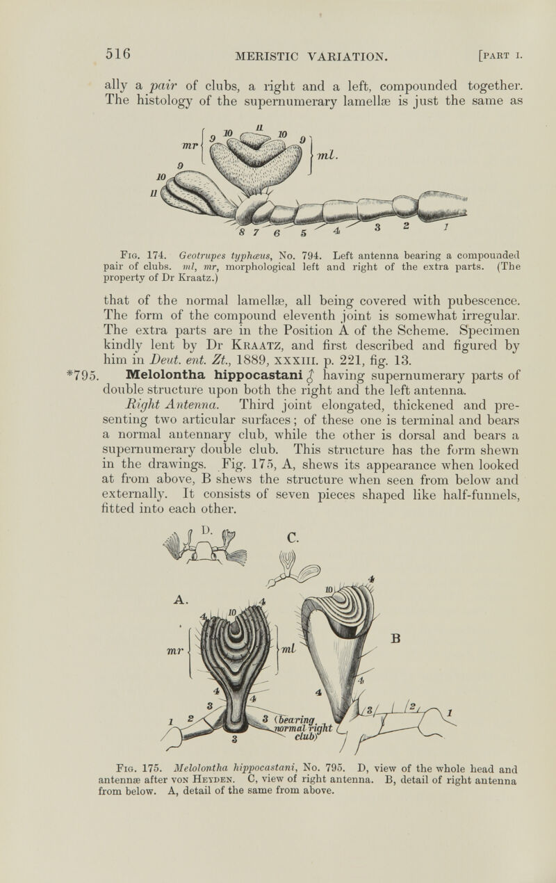 516 MERISTIC VARIATION. [part i. ally a pair of clubs, a right and a left, compounded together. The histology of the supernumerary lamellœ is just the same as Fig. 174. Geotriipes typhœus. No. 794. Left antenna bearing a compounded pair of clubs, ml, vir, morphological left and right of the extra parts. (The property of Dr Kraatz.) that of the normal lamellae, all being covered лvith pubescence. The form of the compound eleventh joint is somewhat irregular. The extra parts are in the Position A of the Scheme. Specimen kindly lent by Dr Kraatz, and first described and figured by him in Deut. ent. Zt., 1889, xxxiii. p. 221, fig. 13. *795. Melolontha hippocastani ^ having supernumerary parts of double structure upon both the right and the left antenna. Right Antenna. Third joint elongated, thickened and pre¬ senting two articular surfaces ; of these one is terminal and bears a normal autennary club, while the other is dorsal and bears a supernumerary double club. This structure has the form shewn in the drawings. Fig. 175, A, shews its appearance when looked at from above, В shews the structure when seen from below and externally. It consists of seven pieces shaped like half-funnels, fitted into each other. Fig. 175. Melolontha hippocastani. No. 795. D, view of the whole head and antennœ after von Heyden. С, view of right antenna. B, detail of right antenna from below. A, detail of the same from above.