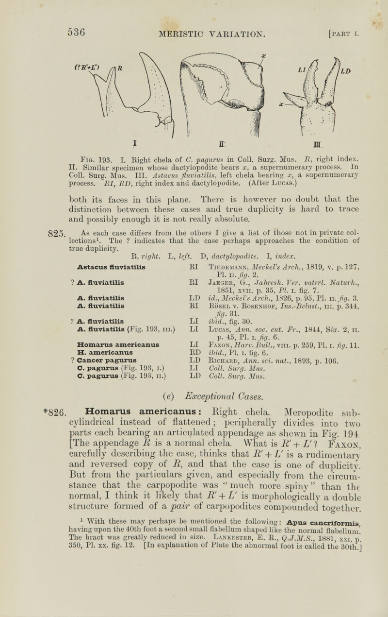 536 MERISTIC VARIATION. [part i. 4 LD Fig. 193. I. Eight chela of C. pagurus in Coll. Surg. Mus. E, right index. II. Similar specimen whose dactylopodite bears x, a supernumerary process. In Coll. Surg. Mus. III. Astacus fluviatilis, left chela bearing x, a supernumerary process. RI, ED, right index and dactylopodite. (After Lucas.) both its faces in this plane. There is however no doubt that the distinction between these cases and true duplicity is hard to trace and possibly enough it is not really absolute. 825. ®3,ch case differs from the others I give a list of those not in private col- ' lections^. The ? indicates that the case perhaps approaches the condition of true duplicity. R, right. L, left. D, dactylopodite. I, index. EI tiedemann, MeckeVs Arch., 1819, v. p. 127, PI. 11. fig. 2. EI Jaegee, Gr., Jahresh. Ver. vaterl. Naturh., 1851, XVII. p. 35, PI. I. fig. 7. LD id., Meckel's Arch., 1826, p. 95, PI. ii.fig. 3. EI Eösel v. Eosenhof, Ins.-Belust., iii. p. 344, fig. 31. LI ibid., fig. 30. LI Lucas, Ann. soc. ent. Fr., 1844, Sér. 2, п. p. 45, Pl. i. fig. 6. LI Faxon, Harv. Bull., viii. p. 259, PI. i. fig. 11. ED ibid.. Pl. I. fig. 6. LD Eichaed, Ann. sci. nat., 1893, p. 106. LI Coll. Surg. Mus. LD Coll. Surg. Mus. Astacus fluviatilis ? A. fluviatilis A. fluviatilis A. fluviatilis ? A. fluviatilis A. fluviatilis (Fig. 193, iii.) Homarus americanus H. americanus ? Cancer pagurus C. pagurus (Fig. 193, i.) C. pagurus (Fig. 193, ii.) (e) Exceptional Cases. *826. Homarus americanus : Right chela. Meropodite sub- cylindrical instead of flattened ; peripherally divides into two parts each bearing an articulated appendage as shewn in Fig. 194. [The appendage R is я normal chela. What is R' + L' 1 Faxon, carefully describing the case, thinks that R' + L' is a rudimentary and reversed copy of R, and that the case is one of duplicity. But from the particulars given, and especially from the circum¬ stance that the carpopodite was  much more spiny  than the normal, I think it likely that R' + L' is morphologically a double structure formed of a pair of carpopodites compounded together. 1 With these may perhaps be mentioned the following: Apus cancriformis having upon the 40th foot a second small fiabellum shaped like the normal flabellum! The bract was greatly reduced iu size. Lankestee, E. E., Q.J.M.S., 1881, xxi. p. 350, PI. XX. fig. 12. [In explanation of Plate the abnormal foot is called the 30th.]