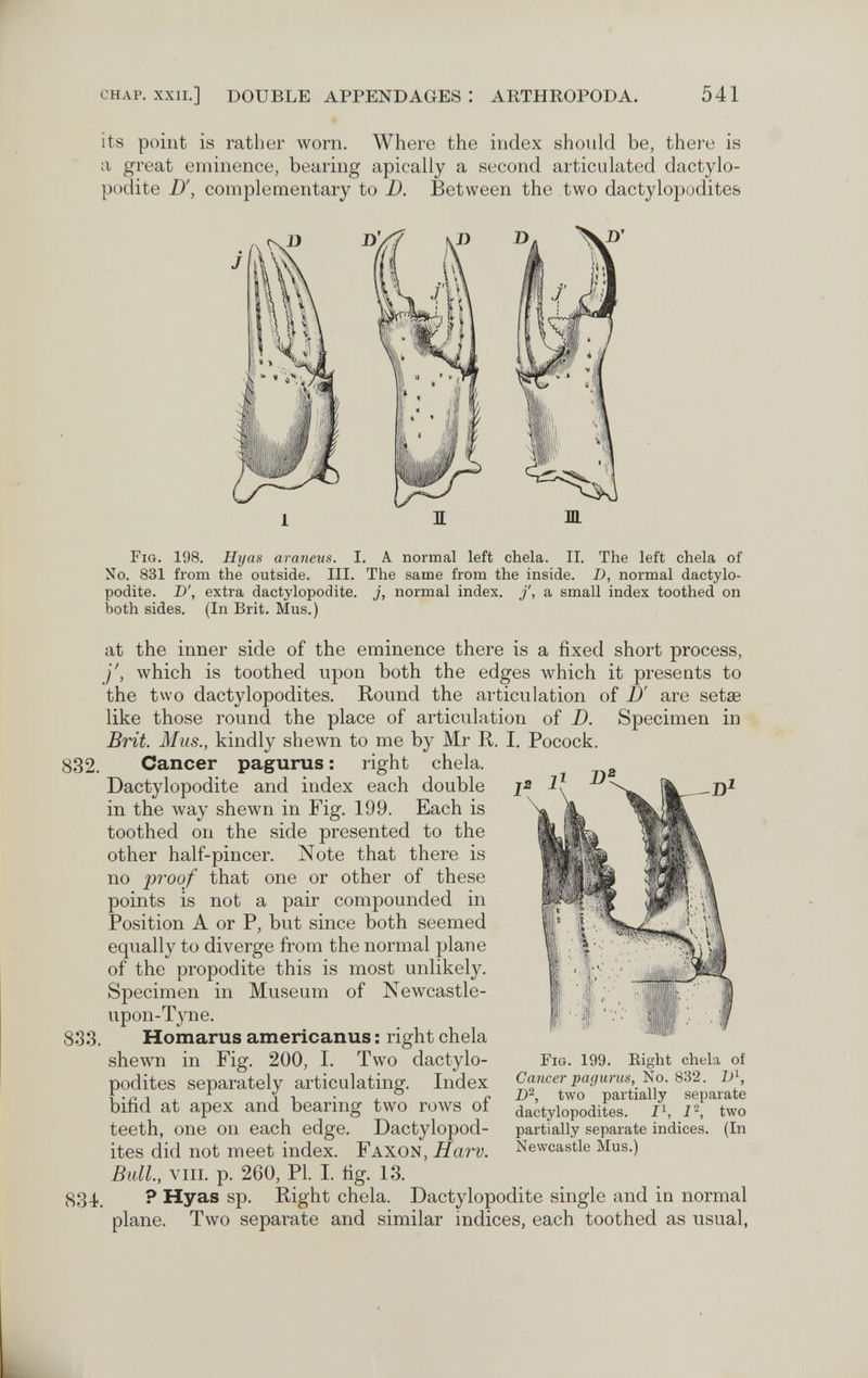 CHAP. XXII.] DOUBLE APPENDAGES : ARTHROPODA. 541 its point is rather worn. Where the index should be, there is a great eminence, bearing apically a second articulated dactylo- podite D', complementary to D. Between the two dactylopodites Fig. 198. Hyas araneus. I. A normal left chela. II. The left chela of No. 831 from the outside. III. The same from the inside. D, normal dactylo- podite. D', extra dactylopodite. j, normal index. /, a small index toothed on both sides. (In Brit. Mus.) at the inner side of the eminence there is a fixed short process, y, which is toothed upon both the edges which it presents to the two dactylopodites. Round the articulation of D' are setae like those round the place of articulation of D. Specimen in Brit. Mus., kindly shewn to me by Mr R. I. Pocock. 832. Cancer pagurus : right chela. Dactylopodite and index each double in the way shewn in Fig. 199. Each is toothed on the side presented to the other half-pincer. Note that there is no proof that one or other of these points is not a pair compounded in Position A or P, but since both seemed equally to diverge from the normal plane of the propodite this is most unlikely. Specimen in Museum of Newcastle- upon-Tyne. 833. Homarus americanus : right chela shewn in Fig. 200, I. Two dactylo¬ podites separately articulating. Index bifid at apex and bearing two rows of teeth, one on each edge. Dactylopod¬ ites did not meet index. Faxon, Harv. Bull., VIII. p. 260, PL I. fig. 13. 834.. ? Hyas sp. Right chela. Dactylopodite single and in normal plane. Two separate and similar indices, each toothed as usual, Fig. 199. Eight chela of Cancer paguriis, No. 832. 1)2, two partially separate dactylopodites. I^, two partially separate indices. (In Newcastle Mus.)