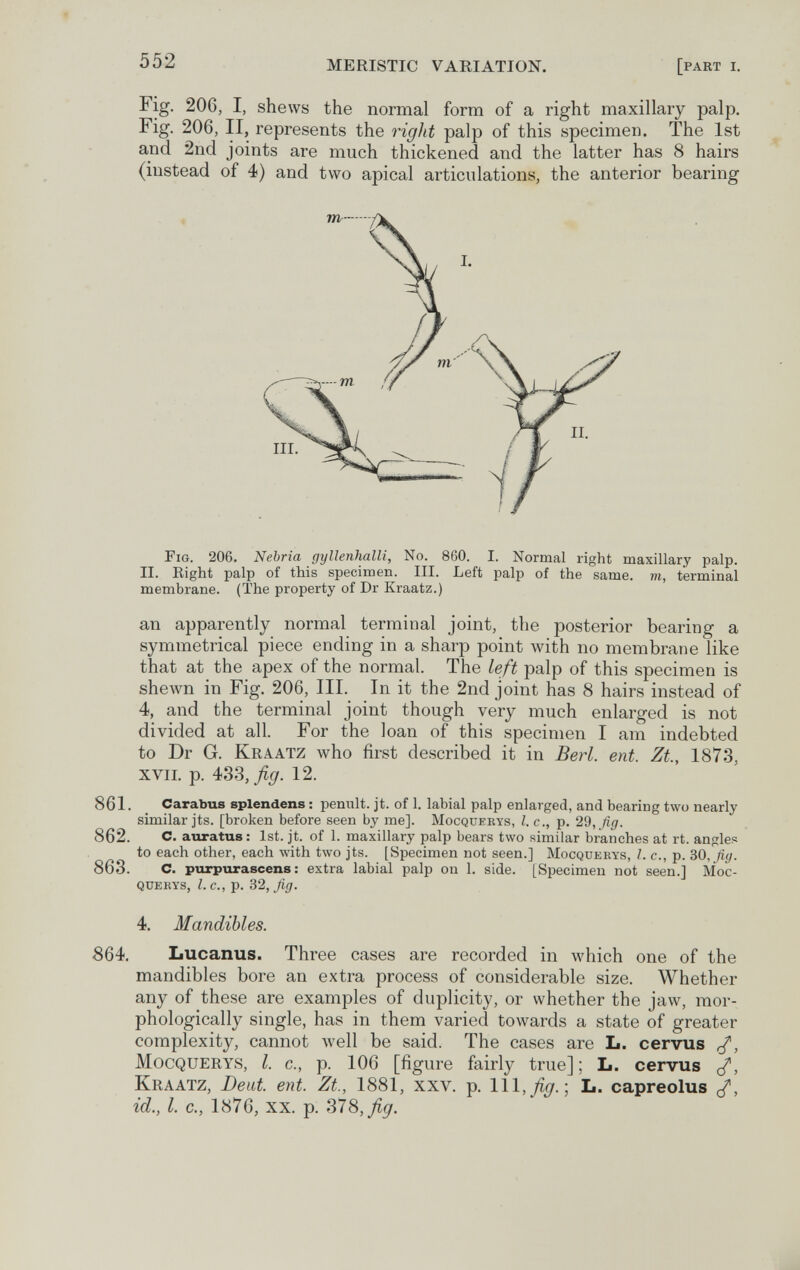 552 MERISTIC VARIATION. [part i. Fig. 206, I, shews the normal form of a right maxillary palp. Fig. 206, II, represents the right palp of this specimen. The 1st and 2nd joints are much thickened and the latter has 8 hairs (instead of 4) and two apical articulations, the anterior bearing Fig. 206. Nebria gyllenhalli, No. 860. I. Normal right maxillary palp. II. Eight palp of this specimen. III. Left palp of the same, m, terminal membrane. (The property of Dr Kraatz.) an apparently normal terminal joint, the posterior bearing a symmetrical piece ending in a sharp point with no membrane like that at the apex of the normal. The left palp of this specimen is shewn in Fig. 206, III. In it the 2nd joint has 8 hairs instead of 4, and the terminal joint though very much enlarged is not divided at all. For the loan of this specimen I am indebted to Dr G. Kraatz who first described it in Beri. ent. Zt., 1873, XVII. p. 433,/¿r. 12. 861. Carabus splendens : penult, jt. of 1. labial palp enlarged, and bearing two nearly similar jts. [broken before seen by me]. Mocqderys, I. c., p. 2d,ßg. 862. С. auratus : 1st. jt. of 1. maxillary palp bears two similar branches at rt. angles to each other, each with two jts. [Specimen not seen.] Mocquerys, I. c., p. 30, ßy. 863. С. purpurascens : extra labial palp on 1. side. [Specimen not seen.] Moc¬ querys, I.e., p. 32, ßg. 4. Mandibles. 864. Lucanus. Three cases are recorded in which one of the mandibles bore an extra process of considerable size. Whether any of these are examples of duplicity, or whether the jaw, mor¬ phologically single, has in them varied towards a state of greater complexity, cannot Avell be said. The cases are L. cervus Mocquerys, I. c., p. 106 [figure fairly true]; L. cervus Kraatz, Deut. ent. Zt., 1881, xxv. p. lll,yï^. ; L. capreolus cT, id., I. c., 1876, XX. p. S78,ßg.