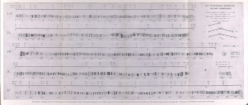 0.0 0.0+ 0.0+4-QI 0.6 0.81.5 3.0 5.5 6S 7.5 fa i bi r'b 1=X 2 L KEY TO REFERENCE SYSTEM FOR SALIVARY CHROMOSOMES DIVISIONS, NUMBERED IN GROUPS OF 20 (1-102) Each begins with a major band SUBDIVISIONS, LETTERED IN GROUPS OF 6 (A-F) Each begins with a sharp band 55.0 55.1 55,3 Sp -f 5ÍW tk 72.0 72.2 L kn 82.0 fj 93.3 hy 106.7 107.0 108+ Il sp M SCALE I—¡Or 2R d i e i f A i bICI d I e I f I a I b IC I d I e I f I . 57158: 58159 59l60 CHROMOSOMES OF NORMAL FEMALE GONIAL CELL 19.2 • Í 23.0 hin 26.0 26.5 sc b ) / 40.4 42.2 4|0 46± 460 0.0 [0.0+ M4-Df] 0.2 ' I O <¡i & Sen] ey I—f—ì 1- 3L 46.0 46± 47.5 53.5 54 55 by B [ b Hu 69.5 70.7 b è c I .d l ei f I Al 8 I c I d 'I e I f I a I 8 | ci lì I e1p I a I b Idol e I F I a I b I c i OlETF I ai 70171 71172 72I73 73174 74175 75.7 cd 90 91.1 Pk ré 3R ffi'ï V. I! t'Hl i m irr,«* m m uri; 181 C I 0 ! E I C I DI E I F Frontispiece. —Bridges's maps of the chromosomes of the salivary gland cells of Drosophila melanogaster (as of 1936) compared with partial genetic maps showing the locations of some of the important gene-loci ; see text, page 164. ( Courtesy of C. B. Bridges and the Journal of Heredity.)