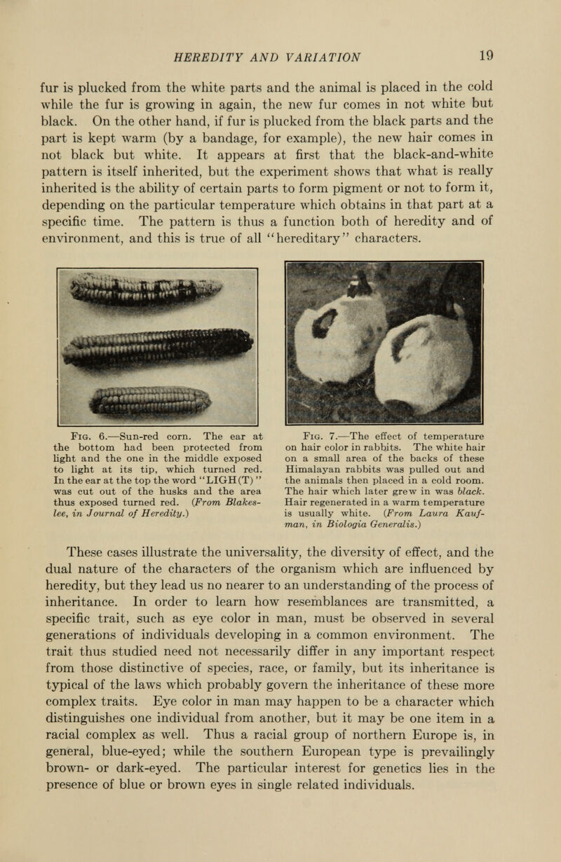 fur is plucked from the white parts and the animal is placed in the cold while the fur is growing in again, the new fur comes in not white but black. On the other hand, if fur is plucked from the black parts and the part is kept warm (by a bandage, for example), the new hair comes in not black but white. It appears at first that the black-and-white pattern is itself inherited, but the experiment shows that what is really inherited is the ability of certain parts to form pigment or not to form it, depending on the particular temperature which obtains in that part at a specific time. The pattern is thus a function both of heredity and of environment, and this is true of all hereditary characters. Fig. 6.-—Sun-red corn. The ear at the bottom had been protected from light and the one in the middle exposed to light at its tip, which turned red. In the ear at the top the word LIGH(T)  was cut out of the husks and the area thus exposed turned red. ( From Blakes- lee, in Journal of Heredity.) Fig. 7.— The effect of temperature on hair color in rabbits. The white hair on a small area of the backs of these Himalayan rabbits was pulled out and the animals then placed in a cold room. The hair which later grew in was black. Hair regenerated in a warm temperature is usually white. ( From Laura Kauf man, in Biologia Generalis.) These cases illustrate the universality, the diversity of effect, and the dual nature of the characters of the organism which are influenced by heredity, but they lead us no nearer to an understanding of the process of inheritance. In order to learn how resemblances are transmitted, a specific trait, such as eye color in man, must be observed in several generations of individuals developing in a common environment. The trait thus studied need not necessarily differ in any important respect from those distinctive of species, race, or family, but its inheritance is typical of the laws which probably govern the inheritance of these more complex traits. Eye color in man may happen to be a character which distinguishes one individual from another, but it may be one item in a racial complex as well. Thus a racial group of northern Europe is, in general, blue-eyed; while the southern European type is prevailingly brown- or dark-eyed. The particular interest for genetics lies in the presence of blue or brown eyes in single related individuals.