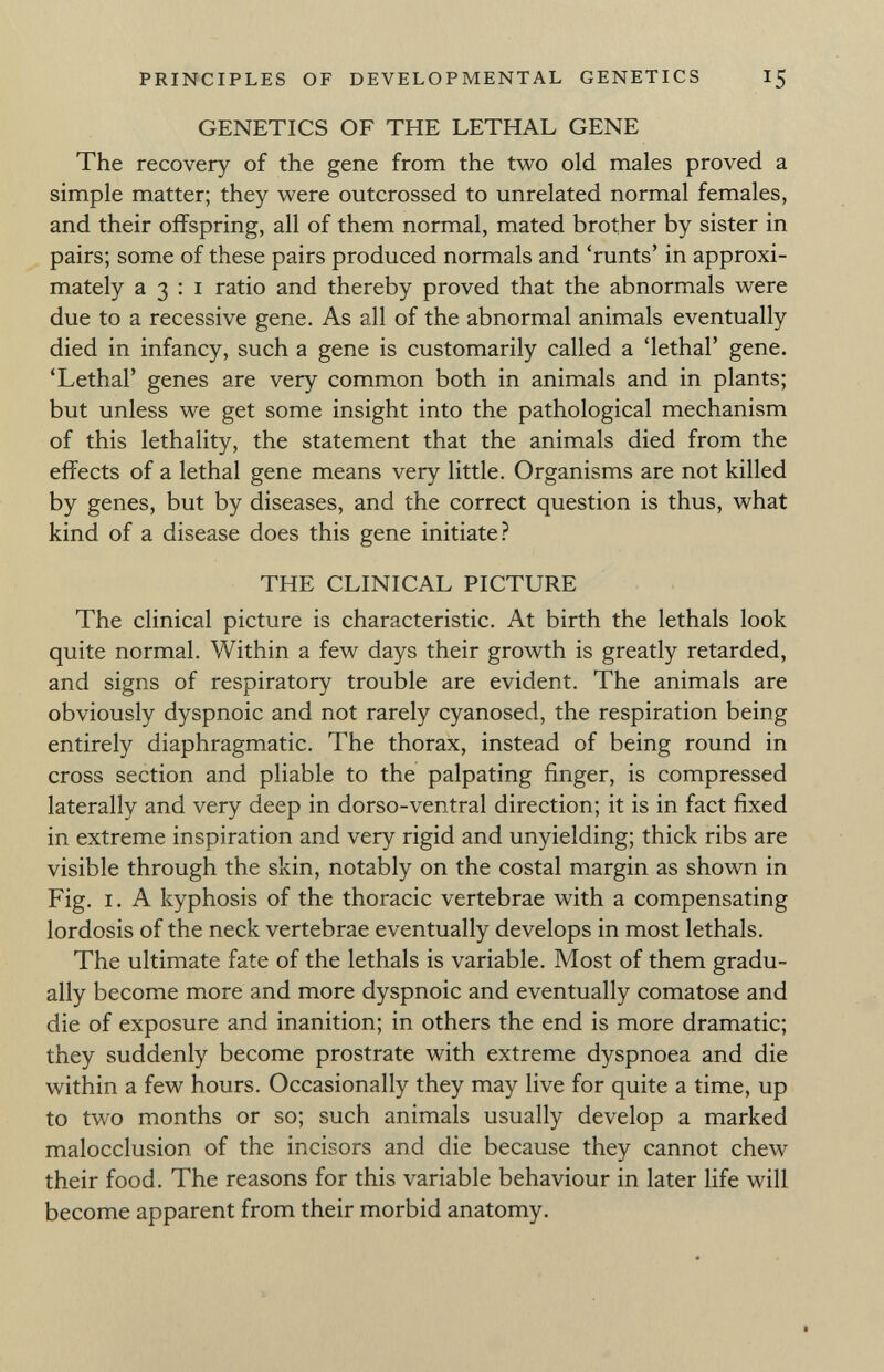 GENETICS OF THE LETHAL GENE The recovery of the gene from the two old males proved a simple matter; they were outcrossed to unrelated normal females, and their offspring, all of them normal, mated brother by sister in pairs; some of these pairs produced normals and 'runts' in approxi mately a 3 : i ratio and thereby proved that the abnormals were due to a recessive gene. As all of the abnormal animals eventually died in infancy, such a gene is customarily called a 'lethal' gene. 'Lethal' genes are very common both in animals and in plants; but unless we get some insight into the pathological mechanism of this lethality, the statement that the animals died from the effects of a lethal gene means very little. Organisms are not killed by genes, but by diseases, and the correct question is thus, what kind of a disease does this gene initiate? THE CLINICAL PICTURE The clinical picture is characteristic. At birth the lethals look quite normal. Within a few days their growth is greatly retarded, and signs of respiratory trouble are evident. The animals are obviously dyspnoic and not rarely cyanosed, the respiration being entirely diaphragmatic. The thorax, instead of being round in cross section and pliable to the palpating finger, is compressed laterally and very deep in dorso-ventral direction; it is in fact fixed in extreme inspiration and very rigid and unyielding; thick ribs are visible through the skin, notably on the costal margin as shown in Fig. i. A kyphosis of the thoracic vertebrae with a compensating lordosis of the neck vertebrae eventually develops in most lethals. The ultimate fate of the lethals is variable. Most of them gradu ally become more and more dyspnoic and eventually comatose and die of exposure and inanition; in others the end is more dramatic; they suddenly become prostrate with extreme dyspnoea and die within a few hours. Occasionally they may live for quite a time, up to two months or so; such animals usually develop a marked malocclusion of the incisors and die because they cannot chew their food. The reasons for this variable behaviour in later life will become apparent from their morbid anatomy.