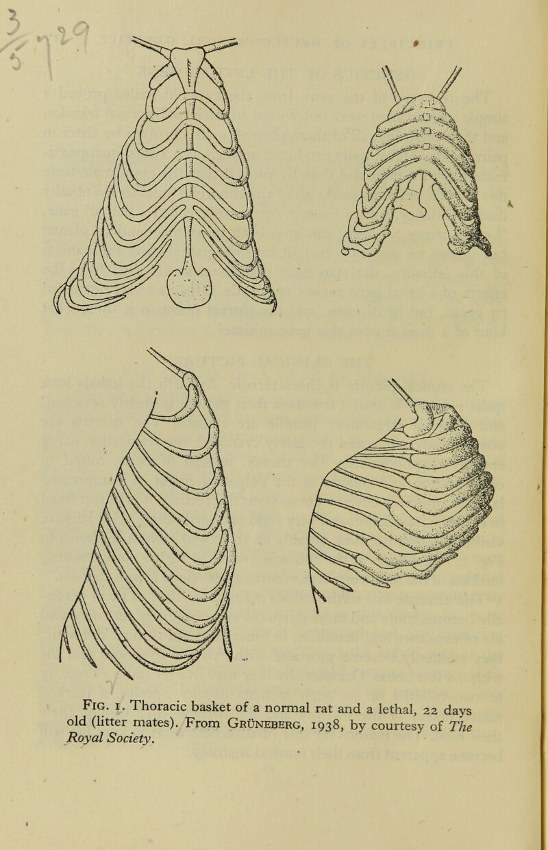 Fig. i. Thoracic basket of a normal rat and a lethal, 22 days old (litter mates). From Grüneberg, 1938, by courtesy of The Royal Society.