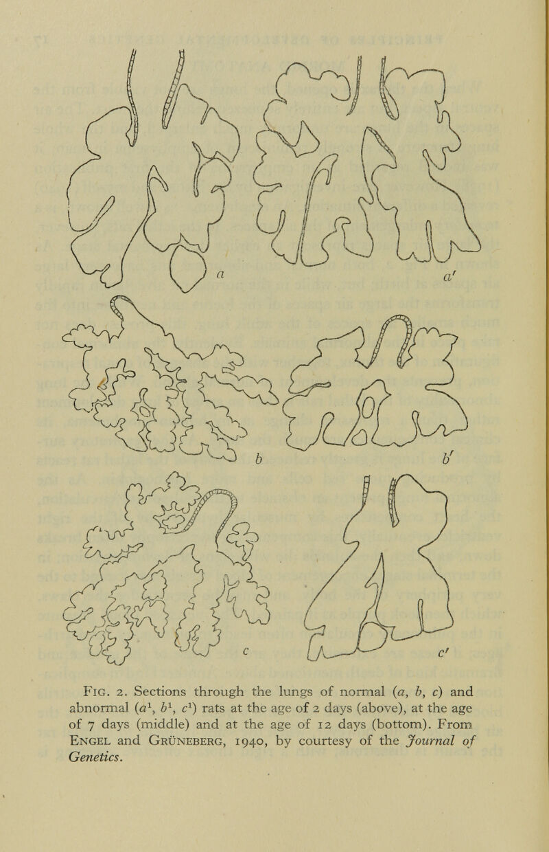 ¿Cñ / Fig. 2. Sections through the lungs of normal {a, b, c ) and abnormal (a 1 , b 1 , c 1 ) rats at the age of 2 days (above), at the age of 7 days (middle) and at the age of 12 days (bottom). From Engel and Grüneberg, 1940, by courtesy of the Journal of Genetics.