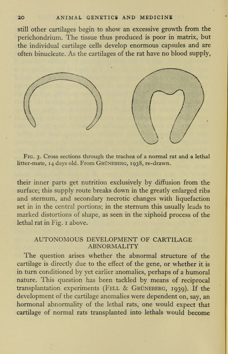 still other cartilages begin to show an excessive growth from the perichondrium. The tissue thus produced is poor in matrix, but the individual cartilage cells develop enormous capsules and are often binucleate. As the cartilages of the rat have no blood supply, Fig. 3. Cross sections through the trachea of a normal rat and a lethal litter-mate, 14 days old. From Grüneberg, 1938, re-drawn. their inner parts get nutrition exclusively by diffusion from the surface; this supply route breaks down in the greatly enlarged ribs and sternum, and secondary necrotic changes with liquefaction set in in the central portions; in the sternum this usually leads to marked distortions of shape, as seen in the xiphoid process of the lethal rat in Fig. 1 above. AUTONOMOUS DEVELOPMENT OF CARTILAGE ABNORMALITY The question arises whether the abnormal structure of the cartilage is directly due to the effect of the gene, or whether it is in turn conditioned by yet earlier anomalies, perhaps of a humoral nature. This question has been tackled by means of reciprocal transplantation experiments (Fell & Grüneberg, 1939). If the development of the cartilage anomalies were dependent on, say, an hormonal abnormality of the lethal rats, one would expect that cartilage of normal rats transplanted into lethals would become