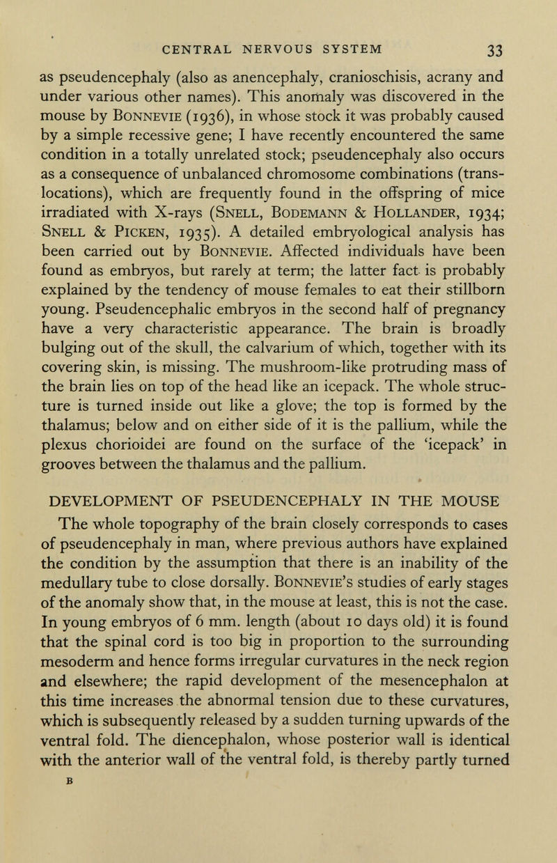 as pseudencephaly (also as anencephaly, cranioschisis, acrany and under various other names). This anomaly was discovered in the mouse by Bonnevie (1936), in whose stock it was probably caused by a simple recessive gene; I have recently encountered the same condition in a totally unrelated stock; pseudencephaly also occurs as a consequence of unbalanced chromosome combinations (trans locations), which are frequently found in the offspring of mice irradiated with X -rays (Snell, Bodemann & Hollander, 1934; Snell & Picken, 1935). A detailed embryological analysis has been carried out by Bonnevie. Affected individuals have been found as embryos, but rarely at term; the latter fact is probably explained by the tendency of mouse females to eat their stillborn young. Pseudencephalic embryos in the second half of pregnancy have a very characteristic appearance. The brain is broadly bulging out of the skull, the calvarium of which, together with its covering skin, is missing. The mushroom-like protruding mass of the brain lies on top of the head like an icepack. The whole struc ture is turned inside out like a glove; the top is formed by the thalamus; below and on either side of it is the pallium, while the plexus chorioidei are found on the surface of the 'icepack' in grooves between the thalamus and the pallium. DEVELOPMENT OF PSEUDENCEPHALY IN THE MOUSE The whole topography of the brain closely corresponds to cases of pseudencephaly in man, where previous authors have explained the condition by the assumption that there is an inability of the medullary tube to close dorsally. Bonnevie's studies of early stages of the anomaly show that, in the mouse at least, this is not the case. In young embryos of 6 mm. length (about 10 days old) it is found that the spinal cord is too big in proportion to the surrounding mesoderm and hence forms irregular curvatures in the neck region and elsewhere; the rapid development of the mesencephalon at this time increases the abnormal tension due to these curvatures, which is subsequently released by a sudden turning upwards of the ventral fold. The diencephalon, whose posterior wall is identical with the anterior wall of the ventral fold, is thereby partly turned b