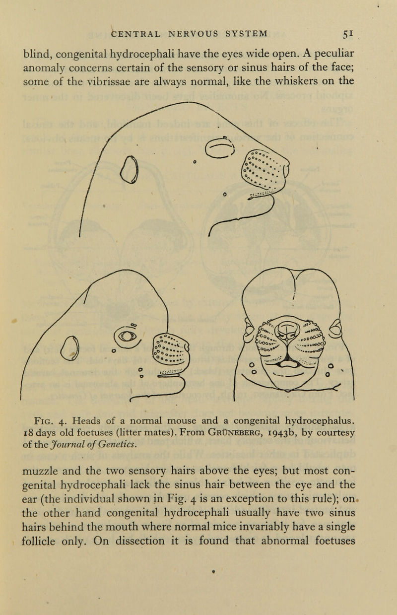 blind, congenital hydrocephali have the eyes wide open. A peculiar anomaly concerns certain of the sensory or sinus hairs of the face; some of the vibrissae are always normal, like the whiskers on the Fig. 4. Heads of a normal mouse and a congenital hydrocephalus. 18 days old foetuses (litter mates). From Grüneberg, 1943b, by courtesy of the Journal of Genetics. muzzle and the two sensory hairs above the eyes; but most con genital hydrocephali lack the sinus hair between the eye and the ear (the individual shown in Fig. 4 is an exception to this rule); on the other hand congenital hydrocephali usually have two sinus hairs behind the mouth where normal mice invariably have a single follicle only. On dissection it is found that abnormal foetuses «