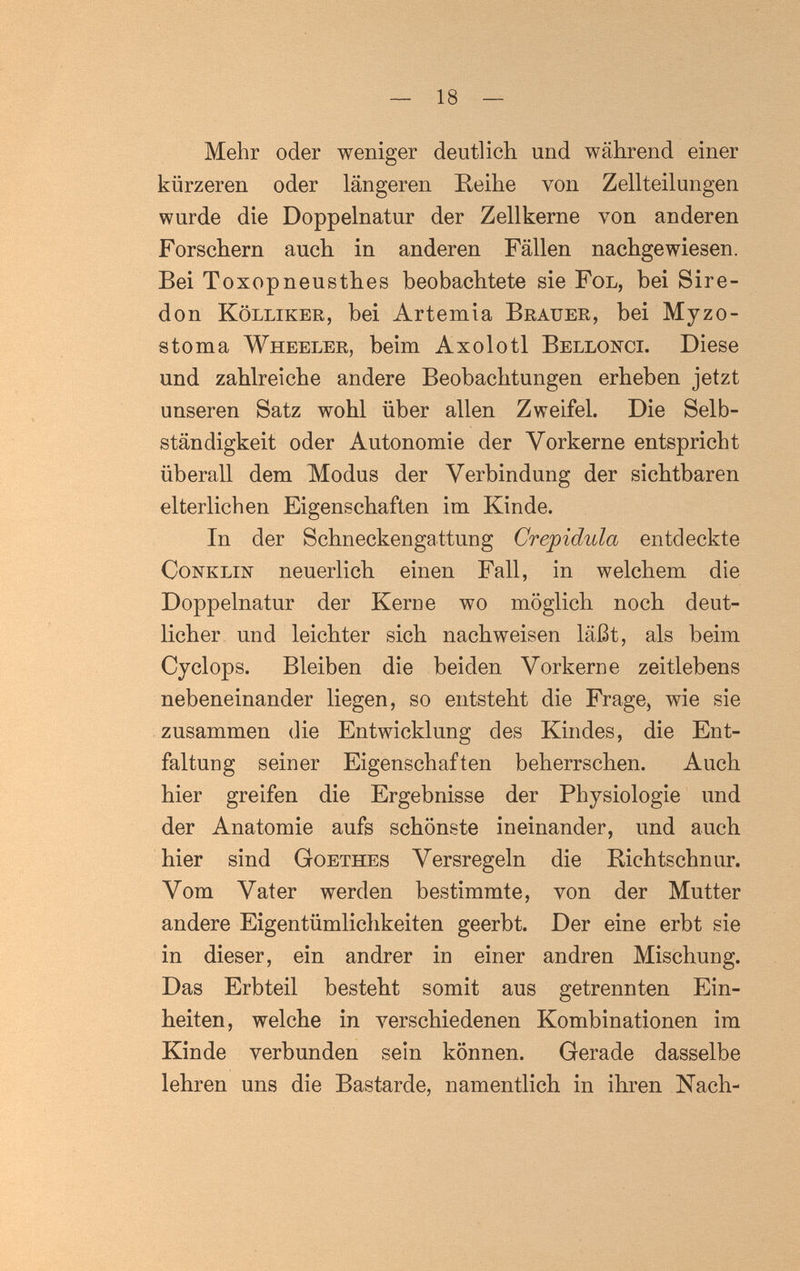 — 18 — Mehr oder weniger deutlich und während einer kürzeren oder längeren Reihe von Zellteilungen wurde die Doppelnatur der Zellkerne von anderen Forschern auch in anderen Fällen nachgewiesen. Bei Toxopneusthes beobachtete sie Fol, bei Sire- don Kölliker, bei Artemia Brauer, bei Myzo- stoma Wheeler, beim Axolotl Bellocci. Diese und zahlreiche andere Beobachtungen erheben jetzt unseren Satz wohl über allen Zweifel. Die Selb¬ ständigkeit oder Autonomie der Vorkerne entspricht überall dem Modus der Verbindung der sichtbaren elterlichen Eigenschaften im Kinde. In der Schneckengattung Crepidula entdeckte CoNKLiN neuerlich einen Fall, in welchem die Doppelnatur der Kerne wo möglich noch deut¬ licher und leichter sich nachweisen läßt, als beim Cyclops. Bleiben die beiden Vorkerne zeitlebens nebeneinander liegen, so entsteht die Frage, wie sie zusammen die Entwicklung des Kindes, die Ent¬ faltung seiner Eigenschaften beherrschen. Auch hier greifen die Ergebnisse der Physiologie und der Anatomie aufs schönste ineinander, und auch hier sind Goethes Versregeln die Richtschnur. Vom Vater werden bestimmte, von der Mutter andere Eigentümlichkeiten geerbt. Der eine erbt sie in dieser, ein andrer in einer andren Mischung. Das Erbteil besteht somit aus getrennten Ein¬ heiten, welche in verschiedenen Kombinationen im Kinde verbunden sein können. Gerade dasselbe lehren uns die Bastarde, namentlich in ihren Nach-