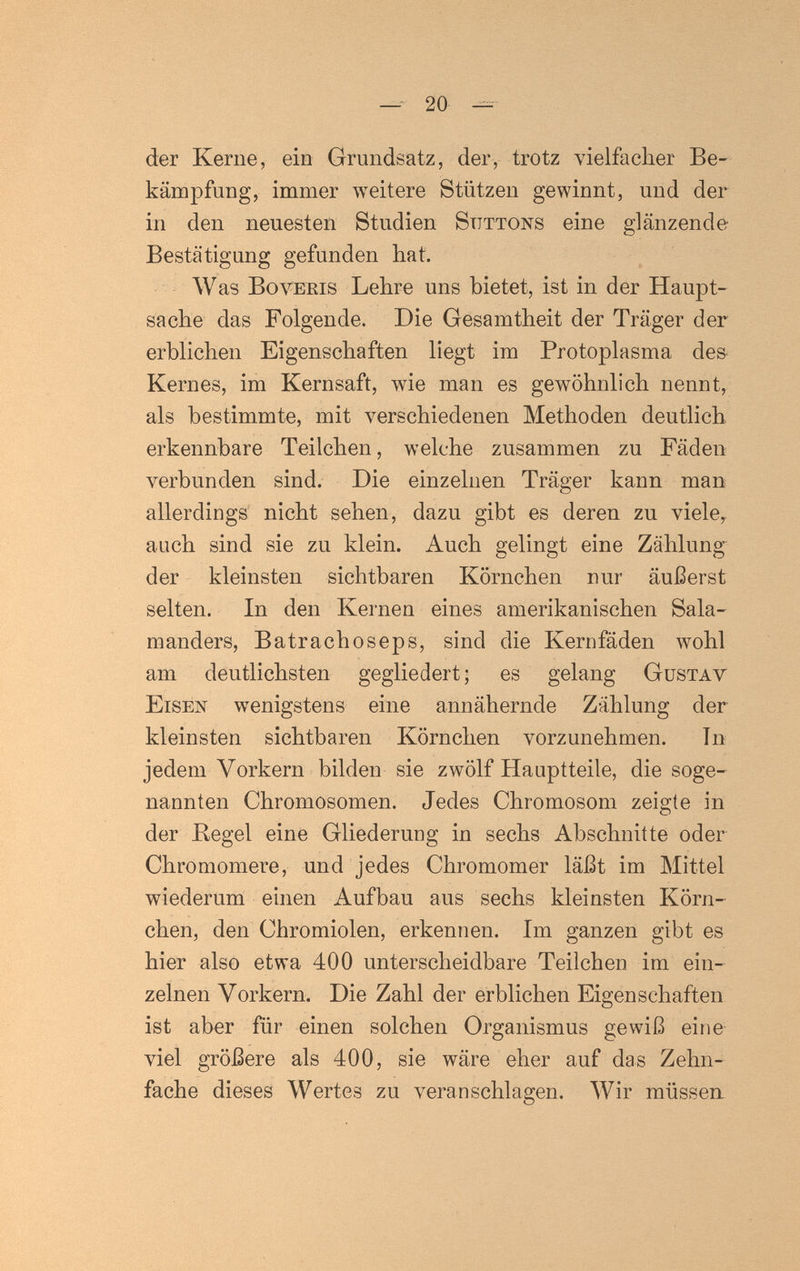 ^ 20 -- der Kerne, ein Grundsatz, der, trotz vielfacher Be¬ kämpfung, immer weitere Stützen gewinnt, und der in den neuesten Studien Stjttons eine glänzende Bestätigung gefunden hat. Was BovEEis Lehre uns bietet, ist in der Haupt¬ sache das Folgende. Die Gesamtheit der Träger der erblichen Eigenschaften liegt im Protoplasma des Kernes, im Kernsaft, wie man es gewöhnlich nennt, als bestimmte, mit verschiedenen Methoden deutlich erkennbare Teilchen, welche zusammen zu Fäden verbunden sind. Die einzelnen Träger kann man allerdings nicht sehen, dazu gibt es deren zu viele, auch sind sie zu klein. Auch gelingt eine Zählung der kleinsten sichtbaren Körnchen nur äußerst selten. In den Kernen eines amerikanischen Sala¬ manders, Batrachoseps, sind die Kernfäden wohl am deutlichsten gegliedert; es gelang Gustav Eisen wenigstens eine annähernde Zählung der kleinsten sichtbaren Körnchen vorzunehmen. Tn jedem Vorkern bilden sie zwölf Hauptteile, die soge¬ nannten Chromosomen. Jedes Chromosom zeigte in der Kegel eine Gliederung in sechs Abschnitte oder Chromomere, und jedes Chromomer läßt im Mittel wiederum einen Aufbau aus sechs kleinsten Körn¬ chen, den Chromiolen, erkennen. Im ganzen gibt es hier also etwa 400 unterscheidbare Teilchen im ein¬ zelnen Vorkern. Die Zahl der erblichen Eigenschaften ist aber für einen solchen Organismus gewiß eine viel größere als 400, sie wäre eher auf das Zehn¬ fache dieses Wertes zu veranschlagen. Wir müssert