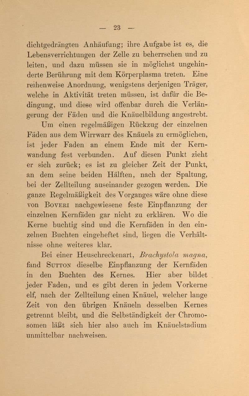 v.. • ■■ — 23 — dichtgedrängten Anhäufung; ihre Aufgabe ist es, die Leb ens Verrichtungen der Zelle zu beherrschen und zu leiten, und dazu müssen sie in möglichst ungehin¬ derte Berührung mit dem Körperplasma treten. Eine reihenweise Anordnung, wenigstens derjenigen Träger, welche in Aktivität treten müssen, ist dafür die Be¬ dingung, und diese wird offenbar durch die Verlän¬ gerung der Fäden und die Knäuelbildung angestrebt. Um einen regelmäi3igen Rückzug der einzelnen Fäden aus dem Wirrwarr des Knäuels zu ermöglichen, ist jeder Faden an einem Ende mit der Kern¬ wandung fest verbunden. Auf diesen Punkt zieht er sich zurück; es ist zu gleicher Zeit der Punkt, an dem seine beiden Hälften, nach der Spaltung, bei der Zellteilung auseinander gezogen werden. Die ganze Regelmäßigkeit des Vorganges wäre ohne diese von BovERi nachgewiesene feste Einpflanzung der einzelnen Kernfäden gar nicht zu erklären. Wo die Kerne buchtig sind und die Kernfäden in den ein¬ zelnen Buchten eingeheftet sind, liegen die Verhält¬ nisse ohne weiteres klar. Bei einer Heuschreckenart, Br achy stola magna^ fand SuTTON dieselbe Einpflanzung der Kernfäden in den Buchten des Kernes. Hier aber bildet jeder Faden, und es gibt deren in jedem Vorkerne elf, nach der Zellteilung einen Knäuel, welcher lange Zeit von den übrigen Knäueln desselben Kernes getrennt bleibt, und die Selbständigkeit der Chromo¬ somen läßt sich hier also auch im Knäuelstadium unmittelbar nachweisen.