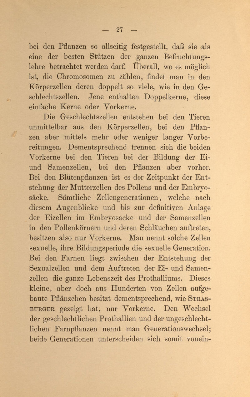 bei den Pflanzen so allseitig festgestellt, daß sie als eine der besten Stützen der ganzen Befruchtungs- lehre betrachtet werden darf. Überall, wo es möglich ist, die Chromosomen zu zählen, findet man in den Körperzellen deren doppelt so viele, wie in den Ge¬ schlechtszellen. Jene enthalten Doppelkerne, diese einfache Kerne oder Vorkerne. Die Geschlechtszellen entstehen bei den Tieren unmittelbar aus den Körperzelleu, bei den Pflan¬ zen aber mittels mehr oder weniger langer Vorbe¬ reitungen. Dementsprechend trennen sich die beiden Vorkerne bei den Tieren bei der Bildung der Ei- und Samenzellen, bei den Pflanzen aber vorher. Bei den Blütenpflanzen ist es der Zeitpunkt der Ent¬ stehung der Mutterzellen des Pollens und der Embryo¬ säcke. Sämtliche Zellengenerationen, welche nach diesem Augenblicke und bis zur definitiven Anlage der Eizellen im Embryosacke und der Samenzellen in den Pollenkörnern und deren Schläuchen auftreten, besitzen also nur Vorkerne. Man nennt solche Zellen sexuelle, ihre Bildungsperiode die sexuelle Generation. Bei den Farnen liegt zwischen der Entstehung der Sexualzellen und dem Auftreten der Ei- und Samen¬ zellen die ganze Lebenszeit des Prothalliums. Dieses kleine, aber doch aus Hunderten von Zellen aufge¬ baute Pflänzchen besitzt dementsprechend, wie Stkas- bueger gezeigt hat, nur Vorkerne. Den Wechsel der geschlechtlichen Prothallien und der ungeschlecht¬ lichen Farnpflanzen nennt man Generationswechsel; beide Generationen unterscheiden sich somit vonein-