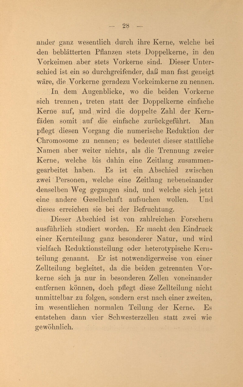 - 28 - ander ganz wesentlich durch ihre Kerne, welche bei den beblätterten Pflanzen stets Doppelkerne, in den Vorkeimen .aber stets Vorkerne sind. Dieser Unter¬ schied ist ein so durchgreifender, daß man fast geneigt wäre, die Vorkerne geradezu Vorkeimkerne zu nennen. In dem Augenblicke, wo die beiden Vorkerne sich trennen, treten statt der Doppelkerne einfache Kerne auf, tod wird die doppelte Zahl der Kern¬ fäden somit auf die einfache zurückgeführt. Man pflegt diesen Vorgang die numerische Reduktion der •Chromosome zu nennen; es bedeutet dieser stattliche llamen aber weiter nichts, als die Trennung zweier Kerne i welche bis dahin eine Zeitlang zusammen¬ gearbeitet haben. Es ist ein Abschied zwischen zwei Personen, welche eine Zeitlang nebeneinander denselben Weg gegangen sind, und welche sich jetzt <eine andere Gesellschaft aufsuchen wollen. Und •dieses erreichen sie bei der Befruchtung. Dieser Abschied ist von zahlreichen Forschern ausführlich studiert worden. Er macht den Eindruck «iner Kernteilung ganz besonderer Natur, und wird vielfach Reduktionsteilung oder heterotypische Kern¬ teilung genannt. Er ist notwendigerweise von einer Zellteilung begleitet, da die beiden getrennten Vor- iierne sich ja nur in besonderen Zellen voneinander entfernen können, doch pflegt diese Zellteilung nicht unmittelbar zu folgen, sondern erst nach einer zweiten, im wesentlichen normalen Teilung der Kerne. Es entstehen dann vier Schwesterzellen statt zwei wie gewöhnlich.