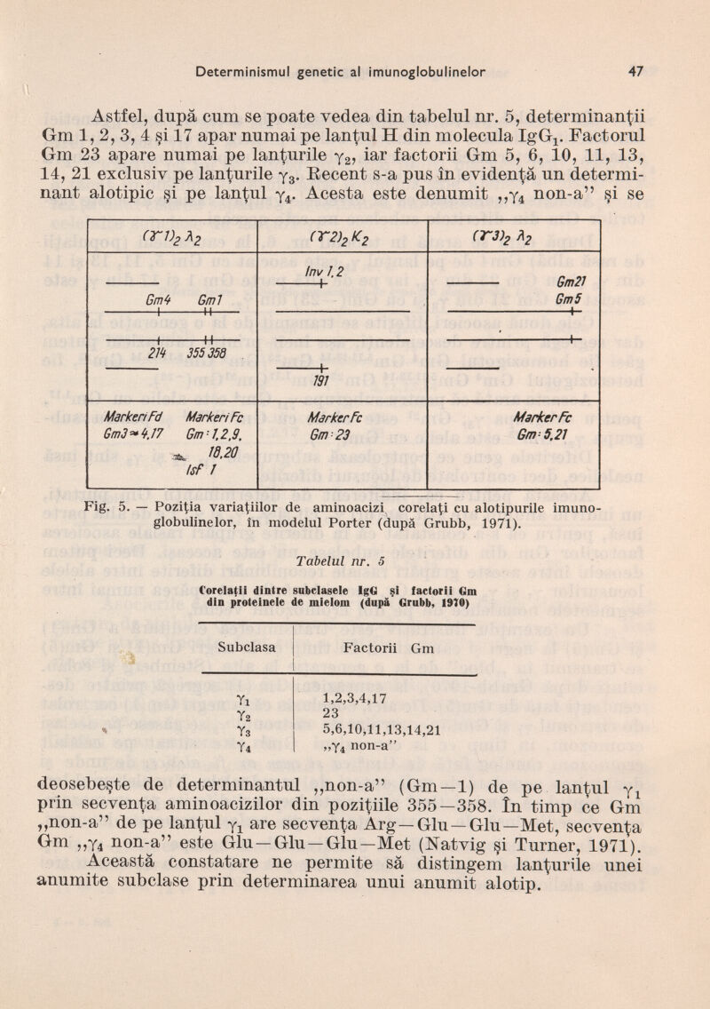 Astfel, dupa cum se poate vedea din tabelul nr. 5, determinantii Gm 1, 2, 3, 4 si 17 apar nnmai pe lantul H din molécula IgG 4 . Factorul Gm 23 apare numai pe lanturile y 2 , iar factorii Gm 5, 6, 10, 11, 13, 14, 21 exclusiv pe lanturile y 3 . Eecent s-a pus ín evidenta un determi nant alotipic §i pe lantul y 4 . Acesta este denumit ,,y 4 non-a” §i se (ri) 2 Ä 2 (T2) 2 K 2 (1T3) 2 ? 2 Gm9 Gm7 1 II !nv 7.2 h Gm27 Gm5 4 I M í 1 i 4— m 355358 h 797 MarkeriFd MarkeriFc Gm3~V7 Gm -7.2,9. S&, 18,20 ¡sF 7 MarkerFc Gm 23 MarkerFc Gm-5,27 Fig. 5. — Pozitia variatiilor de aminoacizi, corelap cu alotipurile imuno- globulinelor, in modelul Porter (dupä Grubb, 1971). Tabelul nr. 5 ('orelatii dintre subclasele IgG si factorii Om din proteinele de mielom (dupä Grubb, 1910) Subclasa Factorii Gm Ti 1,2,3,4,17 Ya 23 Ts 5,6,10,11,13,14,21 T 4 ,,y 4 non-a” deosebe§te de determinantul „non-a” (Gm—1) de pe lantul y L prin secventa aminoacizilor din pozitiile 355—358. ín timp ce Gm ,,non-a” de pe lantul y 4 are secventa Árg—Glu—Glu—Met, secventa Gm ,,y 4 non-a” este Glu —Glu —Glu—Met (Natvig si Turner, 1971). Aceastá constatare ne permite sá distingem lanturile unei anumite subclase prin determinarea unui anumit alotip.