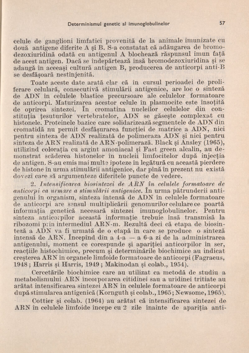 celule de ganglioni limfatici provenitâ de la animale imunizate eu doua antigene diferite A §i B. S-a constatât câ adângarea de bromo- dezoxiuridinâ odatâ eu antigenul A blocheazâ râspunsul imun fata de acest antigen. Dacâ se îndepârteazâ însâ bromodezoxiuridina si se adaugà în aceeasi cultura antigen B, producerea de anticorpi anti-B se desfâsoarâ nestînjenitâ. Toate aceste date arata clar câ în cursul perioadei de proli ferare celularâ, consecutiva stimulârii antigenice, are loc o sintezâ de ADN în celulele blastice precursoare ale celulelor formatoare de anticorpi. Maturizarea acestor celule în plasmocite este insolita de oprirea sintezei. în cromatina nucleilor celulelor din con- stitutia tesuturilor vertebratelor, ADN se gâseste complexat eu histonele. Proteinele bazice care solidarizeazâ segmentele de ADN din cromatidâ nu permit desfâ§urarea functiei de matrice a ADN, nici pentru sinteza de ADN realizatâ de polimeraza ADN si nici pentru sinteza de ABN realizatâ de ARN-polimerazâ. Black si Ansley (1965), utilizînd coloratia eu argint amoniacal §i Fast green alcalin, au de- monstrat scâderea histonelor în nucleii limfocitelor dupâ injecta de antigen. S-au émis mai multe ipoteze în legâturâ eu aceastâ pierdere de histone în urma stimulârii antigenice, dar pînâ în prezent nu existâ dovezi care sa argumenteze diferitele puncte de vedere. 2. Intensificarea biosintezei de ABU în celulele formatoare de anticorpi ca urrnare a stimulârii antigenice. în urma pâtrunderii anti- genului în organista, sinteza intensâ de ADN în celulele formatoare de anticorpi are sensul multiplicârii genomurilorcelularece poartâ informatia geneticâ necesarâ sintezei imunoglobulinelor. Pentru sinteza anticoipilor aceastâ informatie trebuie însâ transmisâ la ribozomi piin intermediul ARN-m. Rezultâ deci câ etapa de biosin- tezâ a ADN va fi urmatâ de o etapâ in care se produce o sintezâ intensâ de ARN. Începînd din a 1-a — a 6-a zi de la administrarea antigenului, moment ce corespunde si aparitiei anticoipilor în ser, reactiile histochimice, precum si determinârile biochimice au indicai creçterea ARN în organele limfoide formatoare de anticorpi (Fagraeus, 1918 ; Harris si Harris, 1919 ; Makinodan si colab., 1951). Cercetârile biochimice care au utilizai ca metodâ de studiu a metabolismului ARN incoi poi area citidinei sau a uridinei tritiate au arâtat intensificarea sintezei ARN în celulele formatoare de anticorpi dupâ stimularea antigenicâ (Kornguth §i colab., 1965 ; Newsome, 1965). Cottier si colab. (1961) au arâtat câ intensificarea sintezei de ARN în celulele limfoide începe eu 2 zile înainte de aparitia anti-