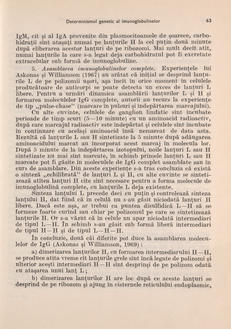 IgM. cît si al IgA provenite din plasmocitoamele de soarece, carbo hidrato sînt atasati nnmai pe lanturile H la cel putin dona minute dupa eliberarea acestor lanturi de pe ribozomi. Mai mult decît atît, numai lanturile la care s-a légat deja carbohidratul pot fi excretate extracelular sub forma de imunoglobuline.  5. Asamblarea imunoglobulinelor complete. Experientele lui Askonas si Williamson (1967) au aratat câ initial se desprind lantu rile L de pe polizomii usori, a§a încît in orice moment în celulele producâtoare de anticorpi se poate detecta un exces de lanturi L libere. Pentru a urmâri dinamica asamblárii lanturilor L si H si formarea moleculelor IgG complete, autorii au recurs la expedente de tip ,,pulse-chase” (marcare în. pulsuri si îndepârtarea marcajului). Cu alte cuvinte, celulele de ganglion limfatic sînt incubate perioade de timp scurt (5—10 minute) eu un aminoacid radioactiv, dupa care marcajul radioactiv este îndepartat §i celulele sînt incubate în continuare cu acelasi aminoacid însà nemarcat de data asta. Rezultâ câ lanturile L sau H sintetízate la 5 minute dupa adâugarea aminoacidului marcat au incorporât acest marcaj în molécula lor. Dupa 5 minute de la îndepartarea izotopului, noile lanfuri L sau H sintetízate nu mai sînt marcate, în schimb primele lanturi L sau H marcate pot fi gâsite în moleculele de IgG complet asamblate sau în curs de asamblare. Din aceste expedente s-a tras concluzia câ exista o sintezâ ,,echilibratâ” de lanturi L §i H, cu alte cuvinte se sinteti- zeazâ atîtea languii H cite sînt necesare pentru a forma molécule de imunoglobulinâ complete, cu lanturile L deja existente. Sinteza lantului L precede deci cu putin si controleazá sinteza lantului H, dat fiind cá ín célula nu s-au gâsit niciodatá lanfuri H libere. Dacá este asa, ar trebui ca puntea disulfidicâ L—H sá se formeze foarte curínd sau chiar pe polizomul pe care se sintetizeaza lanturile H. Or s-a vâzut câ ín celule nu apar niciodatá intermediad de tipul L—H. în schimb s-au gâsit sub formá liberà intermediari de tipul H—H §i de tipul L—H—H. ín concluzie, douâ cài diferite pot duce la asamblarea molecu lelor de IgG (Askonas si Williamson, 1969) : a) dimerizarea lanturilor H, cu formarea intermediarului H—H, se produce atîta vreme cìt lanturile grele sînt încâ legate de polizomi sì ulterior acesti intermediari H—H sînt desprin§i de pe polizom odat’à cu ata§area unui lant L ; b) dimerizarea lanturilor H are loc dupâ ce aceste lanturi se desprind de pe ribozom si ajung ìn cisternele reticulului endoplasmic,