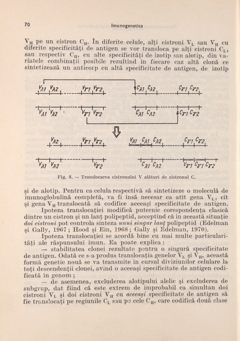 Y H pe un cistron C H . in diferite celule, alti cistroni V L sau Y H cn diferite specificitati de antigen se vor transloca pe alti cistroni C L , sau respectiv C H , en alte specificitati de izotip sau alotip, din va- riatele combinatii posibile rezultind in fiecare caz alta clona ce sintetizeaza un anticoip cu alta specificitate de antigen, de izotip 1. V M V J !2 ' V/ 1 Vj\2 Viri -b^4- \ C M [ ^ i ■fT L 1- C A1 C A2 pH fr.2 , -1 1- r i f t \ c n C T 2 Pm Pm Pa2 b- t—r—h 1—t V A1 V A2 V T2 \ 1 h - — ■■ 1 | V n C n C T 2 Fig. 8. — Translocarea cistronului V alàturi de cistronul C. si de alo tip. Pentru ca celula respectivà sa sintetizeze o moleculà de imunoglobulinà completa, va fi ìnsà neeesar ca atìt gena V L , cìt si gena V H translocatà sa codifice aceeasi specificitate de antigen. Ipoteza translocatiei modifica puternic corespondenta clasicà dintre un cistron si un lanf polipeptid, aceeptind cà in aceastà situatie doi cistroni pot controla sinteza unni singur lant polipeptid (Edelman si Gaily, 1967 ; Hood si Ein, 1968; Gaily si Edelman, 1970). Ipoteza translocatiei se acordà bine cu mai multe particulari- tàti ale ràspunsului imun. Ea poate explica : — stabilii atea clonei rezultate pentru o singurà specificitate de antigen. Odatà ce s-a produs translocatia genelor V L si Y H , aceastà forma genetic nouà se va transmite in cursul diviziunilor celulare la loti descendentii clonei, avind o aceeasi specificitate de antigen codi ficata in genom ; — de asemenea, excluderea alotipului alelic si excluderea de subgrup, dat fiind cà este extrem de improbabil ca simultan doi cistroni Y l si doi cistroni Y H cu aceeasi specificitate de antigen sà fie translocati pe regiunile C L sau pe cele C H , care codificà douà clase