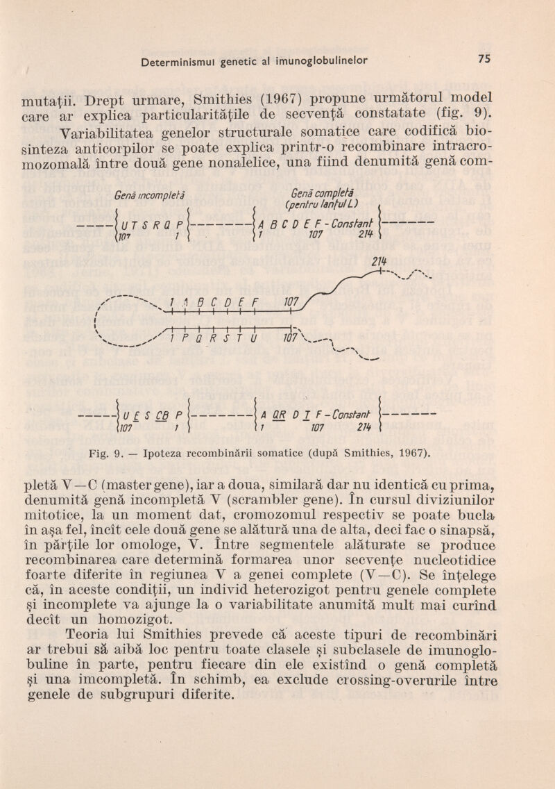 mutaci. Drept rumare, Smithies (1967) propune urmàtorul model care ar explica particularitàtile de secventà constatate (fig. 9). Yariabilitatea genelor structurale somatice care codifica bio- sinteza anticorpilor se poate explica printr-o recombinare intracro- mozomalà ìntre dona gene nonalelice, una fiind denumità gena com- Genà incompleta Gena compietà ! , (pentru /antu/L) , 4 B C D E F - Constant 1 107 m 2 m \U f S CB P 107 i A OR D I F - Constant 1 107 2m Fig. 9. — Ipoteza recombinàrii somatice (dupà Smithies, 1967). pietà Y—C (master gene), iar a doua, similarà dar nu identica cu prima, denumità genà incompletà Y (scrambler gene). In cursul diviziunilor mitotice, la un moment dat, cromozomul respectiv se poate bucla in asa fel, ìncit cele douà gene se alàturà una de alta, deci fac o sinapsà, in pàrtile lor omologe, Y. Ìntre segmentele alàturate se produce recombinarea care determinà formarea nnor secyente nucleotidice foarte diferite in regiunea Y a genei complete (Y—C). Se ìntelege cà, in aceste conditii, un individ heterozigot pentru genele complete si incomplete va ajunge la o variabilitate anumità mult mai curìnd decit un homozigot. Teoria lui Smithies prevede cà aceste tipuri de recombinàri ar trebui sà aibà loc pentru toate clasele si subclasele de imunoglo- buline in parte, pentru fiecare din eie existìnd o genà compietà si una imcompletà. in schimb, ea exclude crossing-overurile intre genele de subgrupuri diferite.