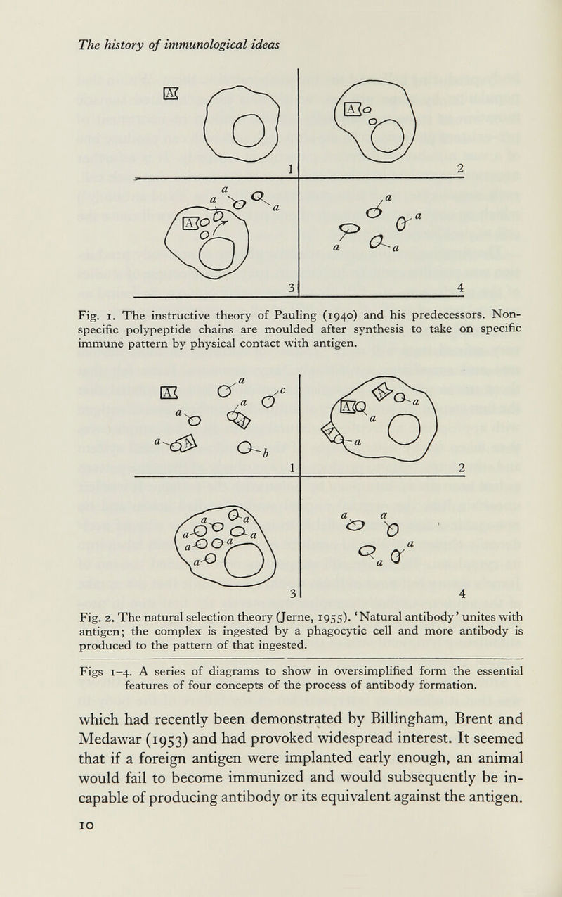 The history of immunological ideas Ш. 1 2 3 4 Fig. I. The instructive theory of Pauling (1940) and his predecessors. Non¬ specific polypeptide chains are moulded after synthesis to take on specific immune pattern by physical contact with antigen. Fig. 2. The natural selection theory (Jerne, 1955). 'Natural antibody' unites with antigen; the complex is ingested by a phagocytic cell and more antibody is produced to the pattern of that ingested. Figs 1-4. A series of diagrams to show in oversimplified form the essential features of four concepts of the process of antibody formation. which had recently been demonstrated by Billingham, Brent and Medawar (1953) and had provoked widespread interest. It seemed that if a foreign antigen were implanted early enough, an animal would fail to become immunized and would subsequently be in¬ capable of producing antibody or its equivalent against the antigen. 10 1 2 3 4