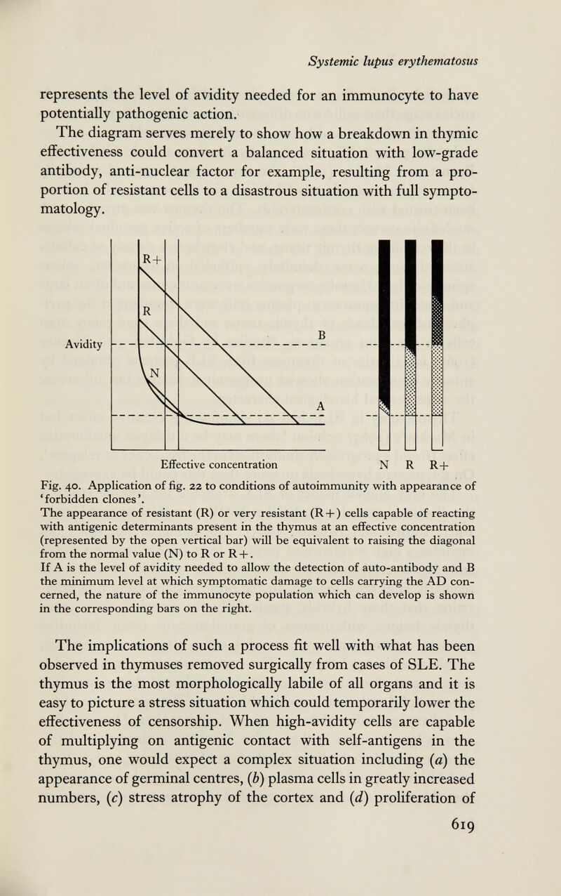 Systemic lupus erythematosus represents the level of avidity needed for an immunocyte to have potentially pathogenic action. The diagram serves merely to show how a breakdown in thymic effectiveness could convert a balanced situation with low-grade antibody, anti-nuclear factor for example, resulting from a pro¬ portion of resistant cells to a disastrous situation with full sympto¬ matology. Avidity Effective concentration ... N R R+ Fig. 40. Application of fig. 22 to conditions of autoimmunity with appearance of 'forbidden clones'. The appearance of resistant (R) or very resistant (R + ) cells capable of reacting with antigenic determinants present in the thymus at an effective concentration (represented by the open vertical bar) will be equivalent to raising the diagonal from the normal value (N) to R or R +. If A is the level of avidity needed to allow the detection of auto-antibody and В the minimum level at which symptomatic damage to cells carrying the AD con¬ cerned, the nature of the immunocyte population which can develop is shown in the corresponding bars on the right. The implications of such a process fit well with what has been observed in thymuses removed surgically from cases of SLE. The thymus is the most morphologically labile of all organs and it is easy to picture a stress situation which could temporarily lower the effectiveness of censorship. When high-avidity cells are capable of multiplying on antigenic contact with self-antigens in the thymus, one would expect a complex situation including {a) the appearance of germinal centres, (è) plasma cells in greatly increased numbers, (c) stress atrophy of the cortex and {d) proliferation of 619