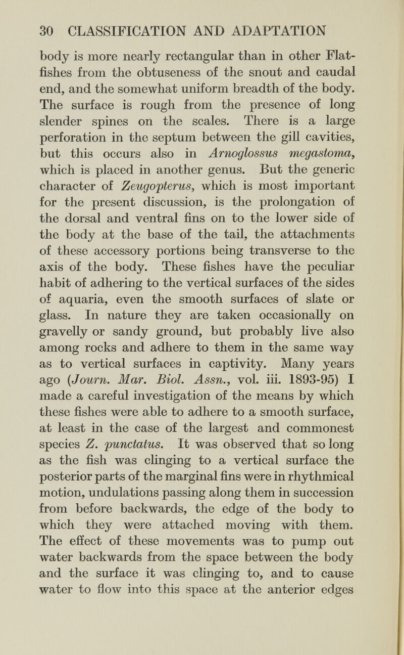 30 CLASSIFICATION AND ADAPTATION body is more nearly rectangular than in other Flat¬ fishes from the obtuseness of the snout and caudal end, and the somewhat uniform breadth of the body. The surface is rough from the presence of long slender spines on the scales. There is a large perforation in the septum between the gill cavities, but this occurs also in Arno(jlossus megastoma, which is placed in another genus. But the generic character of Zeugopterus, which is most important for the present discussion, is the prolongation of the dorsal and ventral fins on to the lower side of the body at the base of the tail, the attachments of these accessory portions being transverse to the axis of the body. These fishes have the peculiar habit of adhering to the vertical surfaces of the sides of aquaria, even the smooth surfaces of slate or glass. In nature they are taken occasionally on gravelly or sandy ground, but probably live also among rocks and adhere to them in the same луау as to vertical surfaces in captivity. Many years ago {Journ. Mar. Biol. Assn., vol. iii. 1893-95) I made a careful investigation of the means by which these fishes were able to adhere to a smooth surface, at least in the case of the largest and commonest species Z. punctatus. It was observed that so long as the fish was clinging to a vertical surface the posterior parts of the marginal fins were in rhythmical motion, undulations passing along them in succession from before backwards, the edge of the body to which they were attached moving with them. The effect of these movements was to pump out water backwards from the space between the body and the surface it was clinging to, and to cause water to йолу into this space at the anterior edges