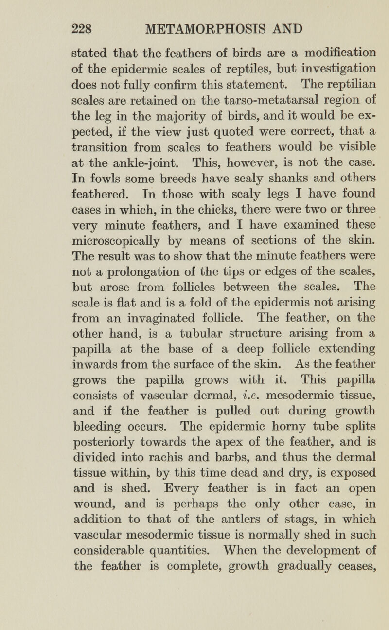 228 METAMORPHOSIS AND stated that the feathers of birds are a modification of the epidermic scales of reptiles, but investigation does not fuUy confirm this statement. The reptilian scales are retained on the tarso-metatarsal region of the leg in the majority of birds, and it would be ex¬ pected, if the view just quoted were correct, that a transition from scales to feathers would be visible at the ankle-joint. This, however, is not the case. In fowls some breeds have scaly shanks and others feathered. In those with scaly legs I have found cases in which, in the chicks, there were two or three very minute feathers, and I have examined these microscopically by means of sections of the skin. The result was to show that the minute feathers were not a prolongation of the tips or edges of the scales, but arose from folhcles between the scales. The scale is flat and is a fold of the epidermis not arising from an invaginated follicle. The feather, on the other hand, is a tubular structure arising from a papilla at the base of a deep follicle extending inwards from the surface of the skin. As the feather grows the papilla grows with it. This papilla consists of vascular dermal, i.e. mesodermic tissue, and if the feather is pulled out during growth bleeding occurs. The epidermic horny tube splits posteriorly towards the apex of the feather, and is divided into rachis and barbs, and thus the dermal tissue within, by this time dead and dry, is exposed and is shed. Every feather is in fact an open wound, and is perhaps the only other case, in addition to that of the antlers of stags, in which vascular mesodermic tissue is normally shed in such considerable quantities. When the development of the feather is complete, growth gradually ceases.