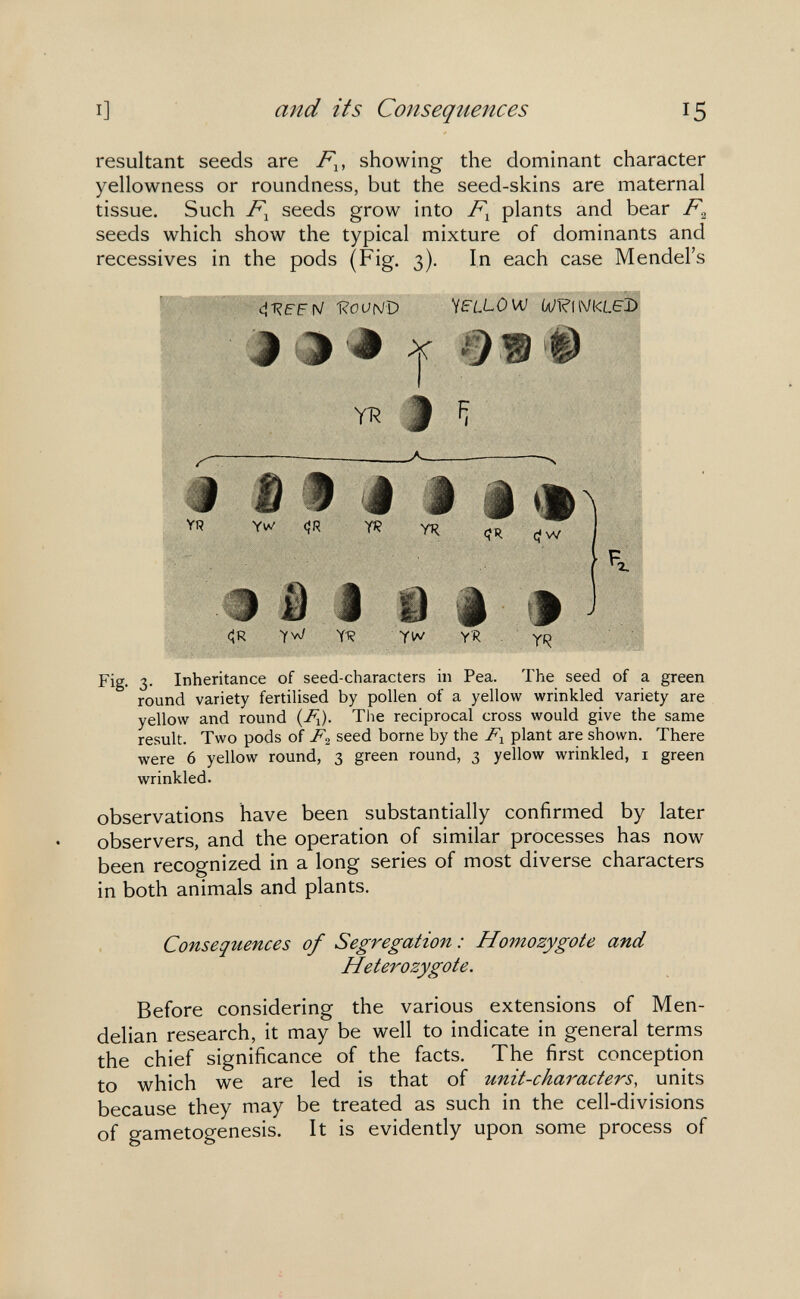 I] and its Consequences 15 resultant seeds are showing the dominant character yellowness or roundness, but the seed-skins are maternal tissue. Such seeds grow into F^ plants and bear seeds which show the typical mixture of dominants and récessives in the pods (Fig. 3). In each case Mendel's RoUfVD YfLLOW WÎ?(ïV«LeÎD? f Ш X ф : YR i iì ^  # f i ' J i i íbV V» ÍR те YR ■■Ф D i Ш i #1 <R YW ÏR YV«/ YR . Fig. 3. Inheritance of seed-characters in Pea. The seed of a green round variety fertilised by pollen of a yellow wrinkled variety are yellow and round (Д). The reciprocal cross would give the same result. Two pods of P2 seed borne by the plant are shown. There were 6 yellow round, 3 green round, 3 yellow wrinkled, i green wrinkled. observations have been substantially confirmed by later observers, and the operation of similar processes has now been recognized in a long series of most diverse characters in both animals and plants. Consequences of Segregation : Homozygote and Heterozygote. Before considering the various extensions of Men- delian research, it may be well to indicate in general terms the chief significance of the facts. The first conception to which we are led is that of unit-characters, units because they may be treated as such in the cell-divisions of gametogenesis. It is evidently upon some process of