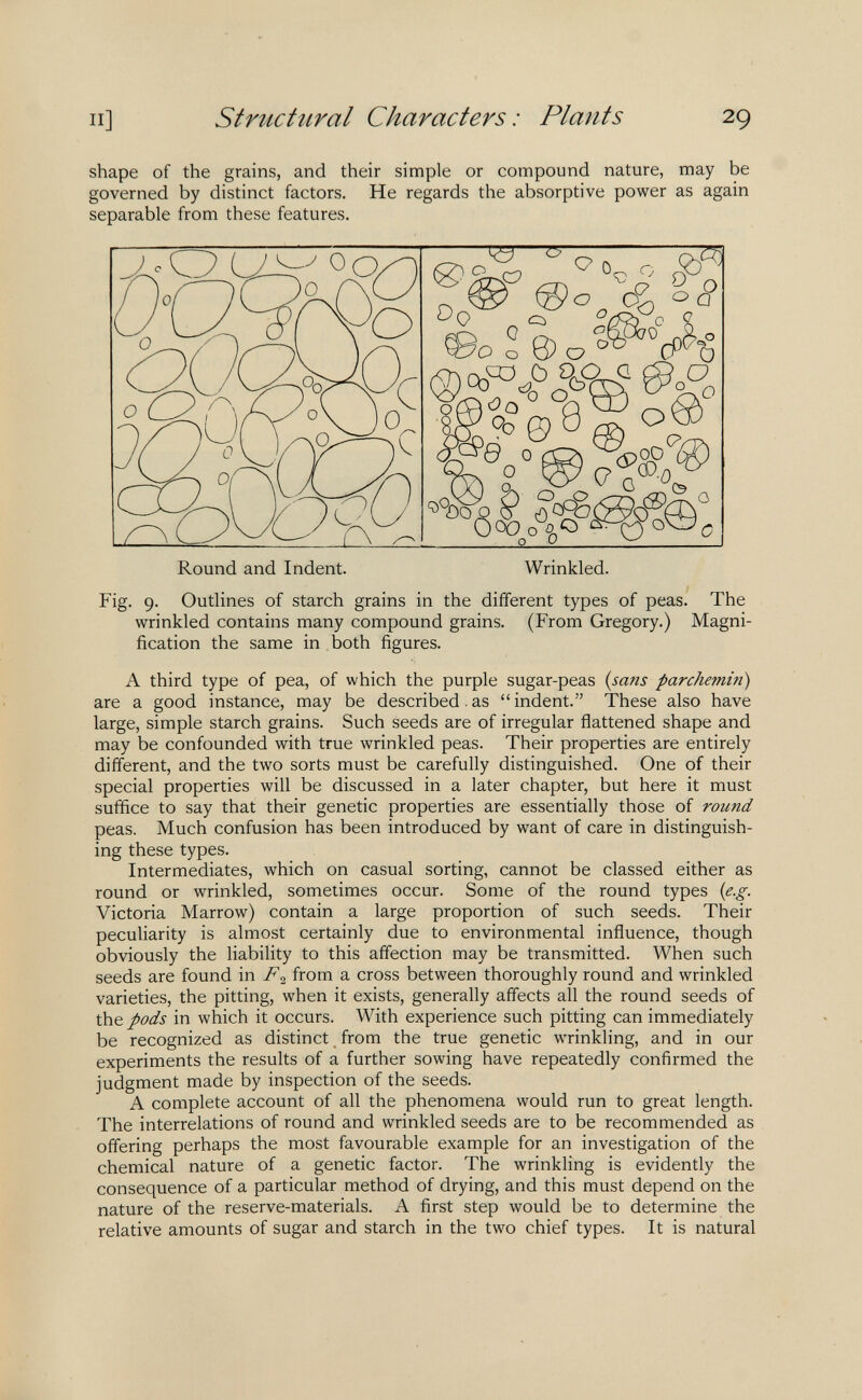 п] structural Characters: Plauts 29 shape of the grains, and their simple or compound nature, may be governed by distinct factors. He regards the absorptive power as again separable from these features. Round and Indent. Wrinkled. Fig. 9. Outlines of starch grains in the different types of peas. The wrinkled contains many compound grains. (From Gregory.) Magni¬ fication the same in both figures. A third type of pea, of which the purple sugar-peas (sans parchemin) are a good instance, may be described.as indent. These also have large, simple starch grains. Such seeds are of irregular flattened shape and may be confounded with true wrinkled peas. Their properties are entirely different, and the two sorts must be carefully distinguished. One of their special properties will be discussed in a later chapter, but here it must suffice to say that their genetic properties are essentially those of round peas. Much confusion has been introduced by want of care in distinguish¬ ing these types. Intermediates, which on casual sorting, cannot be classed either as round or wrinkled, sometimes occur. Some of the round types {e.g. Victoria Marrow) contain a large proportion of such seeds. Their peculiarity is almost certainly due to environmental influence, though obviously the liability to this affection may be transmitted. When such seeds are found in from a cross between thoroughly round and wrinkled varieties, the pitting, when it exists, generally affects all the round seeds of the pods in which it occurs. With experience such pitting can immediately be recognized as distinct _ from the true genetic wrinkling, and in our experiments the results of a further sowing have repeatedly confirmed the judgment made by inspection of the seeds. A complete account of all the phenomena would run to great length. The interrelations of round and wrinkled seeds are to be recommended as offering perhaps the most favourable example for an investigation of the chemical nature of a genetic factor. The wrinkling is evidently the consequence of a particular method of drying, and this must depend on the nature of the reserve-materials. A first step would be to determine the relative amounts of sugar and starch in the two chief types. It is natural