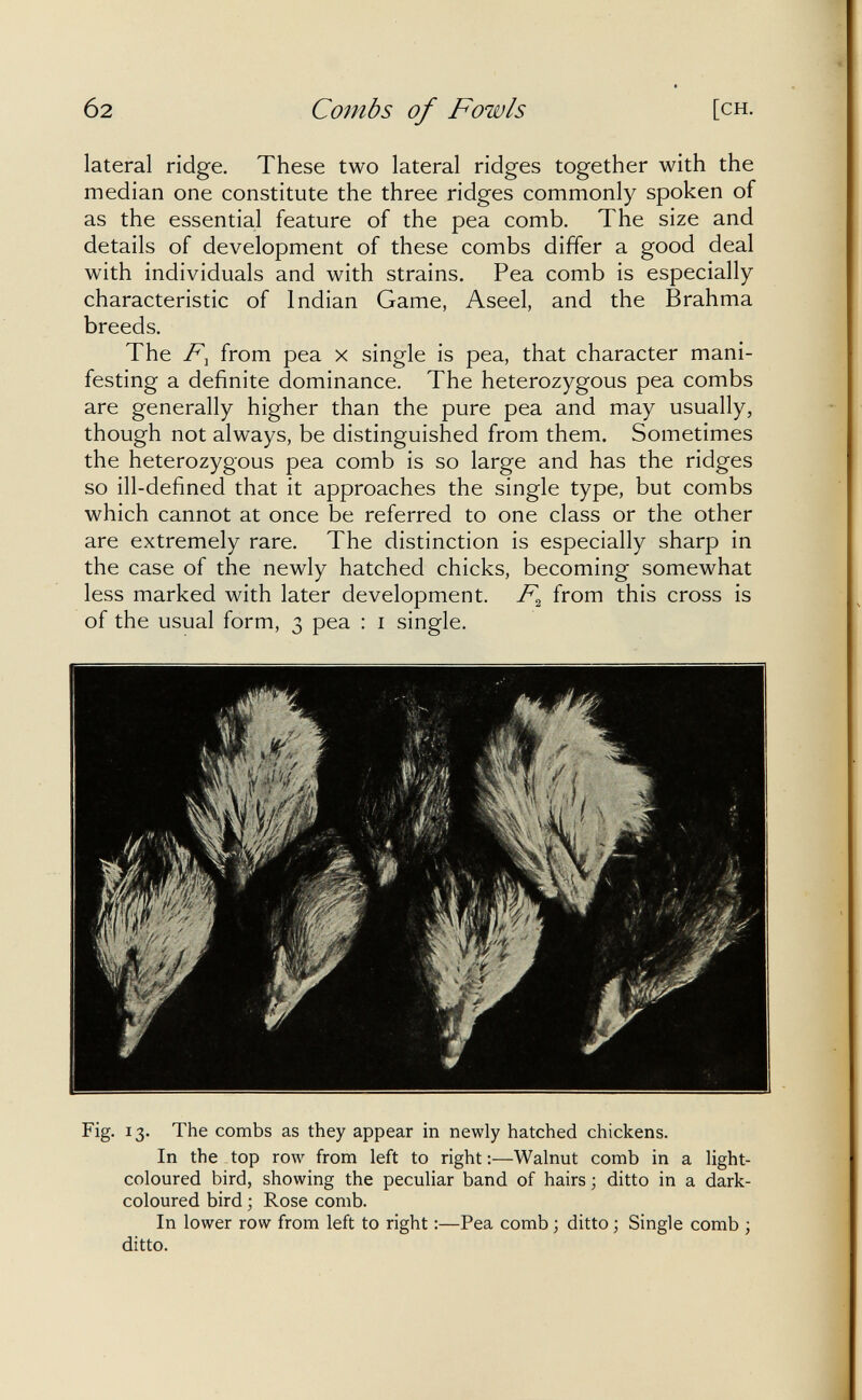 02 Combs of Fowls [CH. lateral ridge. These two lateral ridges together with the median one constitute the three ridges commonly spoken of as the essential feature of the pea comb. The size and details of development of these combs differ a good deal with individuals and with strains. Pea comb is especially characteristic of Indian Game, Aseel, and the Brahma breeds. The from pea x single is pea, that character mani¬ festing a definite dominance. The heterozygous pea combs are generally higher than the pure pea and may usually, though not always, be distinguished from them. Sometimes the heterozygous pea comb is so large and has the ridges so ill-defined that it approaches the single type, but combs which cannot at once be referred to one class or the other are extremely rare. The distinction is especially sharp in the case of the newly hatched chicks, becoming somewhat less marked with later development. F^ from this cross is of the usual form, 3 pea : i single. Fig. 13. The combs as they appear in newly hatched chickens. In the top row from left to right:—Walnut comb in a light- coloured bird, showing the peculiar band of hairs ; ditto in a dark- coloured bird ; Rose comb. In lower row from left to right :—Pea comb ; ditto ; Single comb ; ditto.