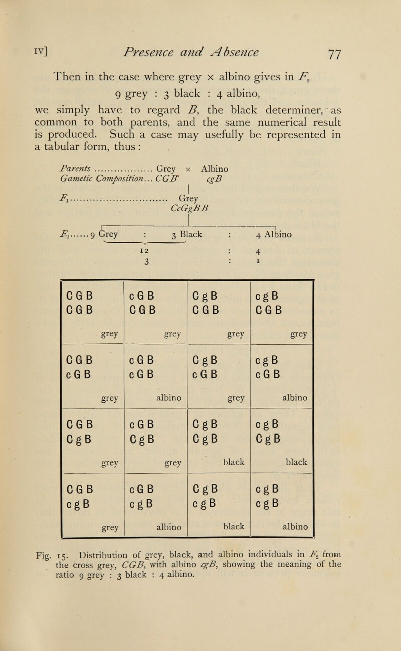 IV] Presence and Absence 77 Then in the case where grey x albino gives in F^_ 9 grey : 3 black : 4 albino, we simply have to regard B, the black determiner, ' as common to both parents, and the same numerical result is produced. Such a case may usefully be represented in a tabular form, thus : Parents  Grey x Albino Gametic Composition... С GB* cgB I ^1 Grey CcGgBB I ^ I, ^2 9 Grey ; 3 Black : 4 Albino V -f V 12 : 4 3 : I Fig. 15. Distribution of grey, black, and albino individuals in from the cross grey, CGB, with albino cgB, showing the meaning of the ratio 9 grey : 3 black : 4 albino.