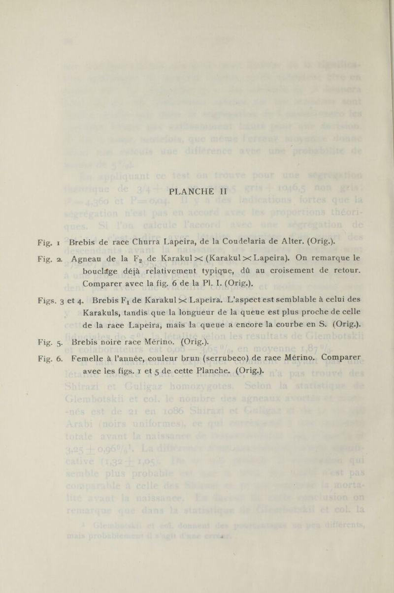 PLANCHE II Fig. i Brebis de race Churra Lapeira, de la Coudelaria de Alter. (Orig.). Fig. a. Agneau de la F 2 de Karakul x (Karakul x Lapeira). On remarque le boucláge déjà relativement typique, dû au croisement de retour. Comparer avec la fig. 6 de la Pl. I. (Orig.). Figs. 3 et 4. Brebis Fi de Karakul x Lapeira. L'aspect est semblable à celui des Karakuls, tandis que la longueur de la queue est plus proche de celle de la race Lapeira, mais la queue a encore la courbe en S. (Orig.). Fig. 5. Brebis noire race Merino. (Orig.). Fig. 6. Femelle à l'année, couleur brun (serrubeco) de race Mérino. Comparer avec les figs. 1 et 5 de cette Planche. (Orig.).