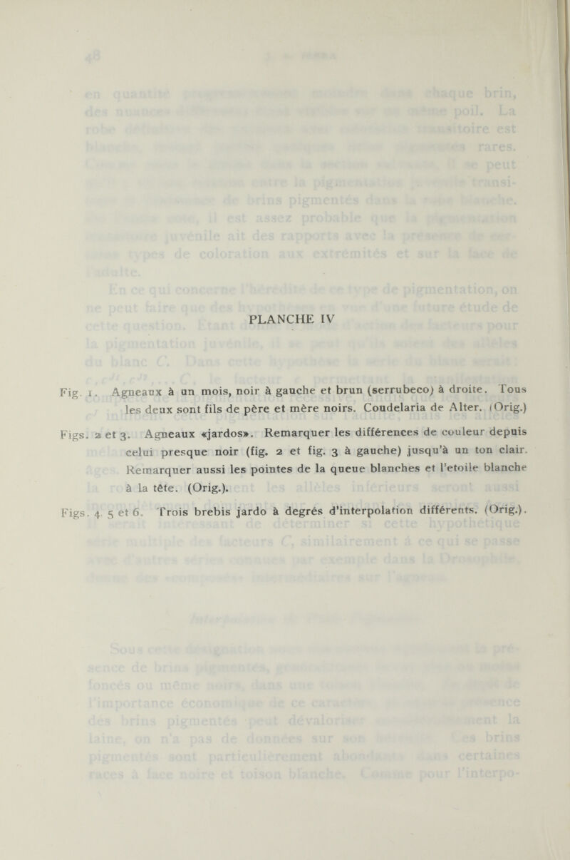 PLANCHE IV Fig i. Agneaux à an mois, noir à gauche et brun (serrubeco) à droite. Tous les deux sont fils de père et mère noirs. Coudelaria de Alter. (Orig.) Figs, a et 3. Agneaux «jardos». Remarquer les différences de couleur depuis celui presque noir (fig. 2 et fig. 3 à gauche) jusqu'à un ton clair. Remarquer aussi les pointes de la queue blanches et l'etoile blanche à la tête. (Orig.). Figs. 4. 5 et 6. Trois brebis jardo à degrés d'interpolation différents. (Orig.).