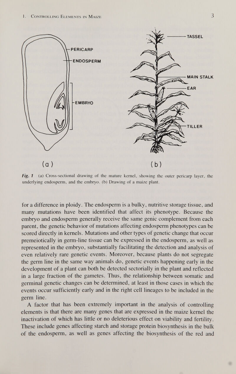 1. Controlling Elements in Maize 3 ГЛ ENDOSPERM PERICARP -EMBRYO TILLER TASSEL MAIN STALK EAR (a ) (b) Fig. 1 (a) Cross-sectional drawing of the mature icemel, showing the outer рег1саф layer, the underlying endosperm, and the embryo, (b) Drawing of a maize plant. for a difference in ploidy. The endosperm is a bulky, nutritive storage tissue, and many mutations have been identified that affect its phenotype. Because the embryo and endosperm generally receive the same genie complement from each parent, the genetic behavior of mutations affecting endosperm phenotypes can be scored directly in kernels. Mutations and other types of genetic change that occur premeiotically in germ-line tissue can be expressed in the endosperm, as well as represented in the embryo, substantially facilitating the detection and analysis of even relatively rare genetic events. Moreover, because plants do not segregate the germ line in the same way animals do, genetic events happening early in the development of a plant can both be detected sectorially in the plant and reflected in a large fraction of the gametes. Thus, the relationship between somatic and germinal genetic changes can be determined, at least in those cases in which the events occur sufficiently early and in the right cell lineages to be included in the germ line. A factor that has been extremely important in the analysis of controlling elements is that there are many genes that are expressed in the maize kernel the inactivation of which has little or no deleterious effect on viability and fertility. These include genes affecting starch and storage protein biosynthesis in the bulk of the endosperm, as well as genes affecting the biosynthesis of the red and