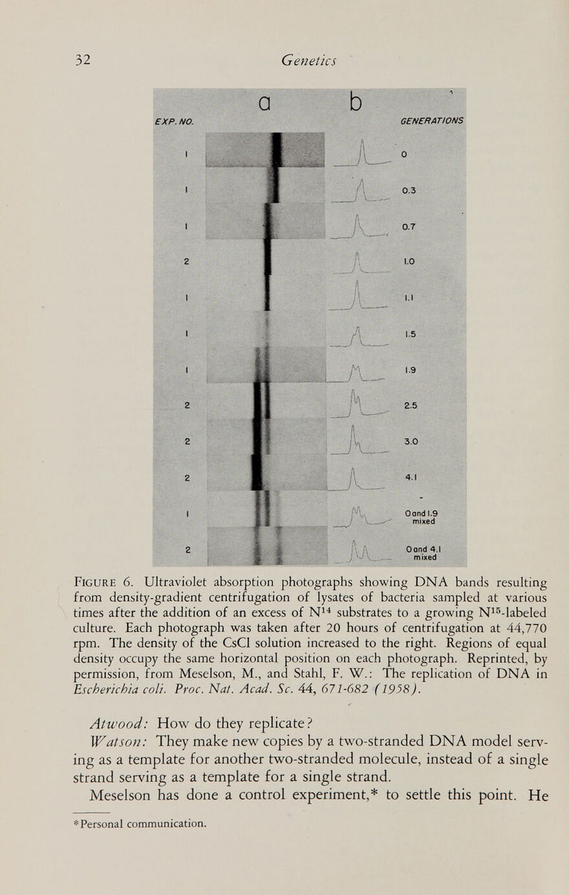 32 Genetics Figure 6. Ultraviolet absorption photographs showing DNA bands resulting from density-gradient centrifugation of lysates of bacteria sampled at various times after the addition of an excess of substrates to a growing N^^-labeled culture. Each photograph was taken after 20 hours of centrifugation at 44,770 rpm. The density of the CsCl solution increased to the right. Regions of equal density occupy the same horizontal position on each photograph. Reprinted, by permission, from Meselson, M., and Stahl, F. W. ; The replication of DNA in Escherichia coli. Froc. Nat. Acad. Sc. 44, 671-682 ( 1958). Atwood: How do they replicate ? Watson: They make new copies by a two-stranded DNA model serv¬ ing as a template for another two-stranded molecule, instead of a single strand serving as a template for a single strand. Meselson has done a control experiment,* to settle this point. He * Personal communication.