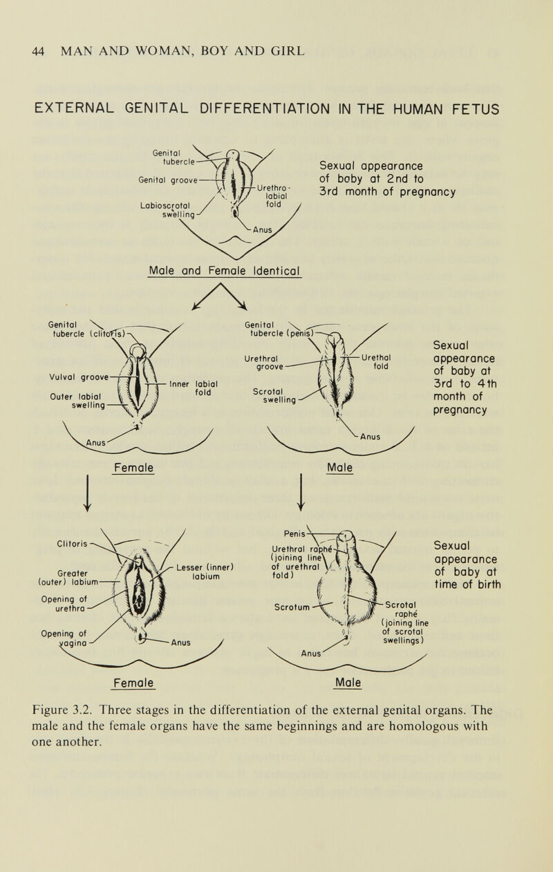 44 MAN AND WOMAN, BOY AND GIRL EXTERNAL GENITAL DIFFERENTIATION IN THE HUMAN FETUS Genital tubercle Genitol groove Lobioscrotol swelling I i-^Urettiro- J/// labial /У fold Sexual appearance of bo by at 2nd to 3rd month of pregnancy Mole and Female Identical Genital - tubercle (clitofTs) Vulval groove Outer labial swelling Female Genital \ tubercle (penis) Urethral groove Scrotal swelling Male Sexual appearance of baby at 3rd to 4th month of pregnancy Clitoris Greater (outer) labium Lesser (Inner) labiunn Opening urethra Opening of vagina Penis Urethral (joining line' of urethral V,, fold) ^ Scrotum -HT' Sexual appearance of baby at time of birth Scrotal raphe (joining line of scrotal swellings) Female Male Figure 3.2. Three stages in the differentiation of the external genital organs. The male and the female organs have the same beginnings and are homologous with one another.