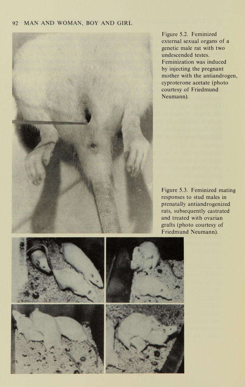 92 MAN AND WOMAN, BOY AND GIRL Figure 5.2. Feminized external sexual organs of a genetic male rat with two undescended testes. Feminization was induced by injecting the pregnant mother with the antiandrogen, cyproterone acetate (photo courtesy of Friedmund Neumann). Figure 5.3. Feminized mating responses to stud males in prenatally antiandrogenized rats, subsequently castrated and treated with ovarian grafts (photo courtesy of Friedmund Neumann).
