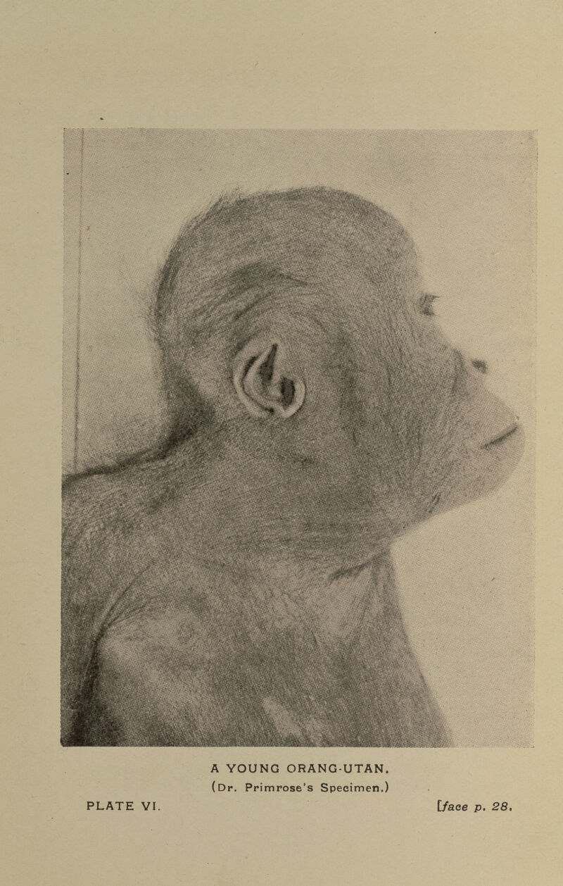 ;  ®^и А YOUNG ORANG-UTAN. (Dr. Primrose's Specimen.) PLATE YI. [face p. 28,