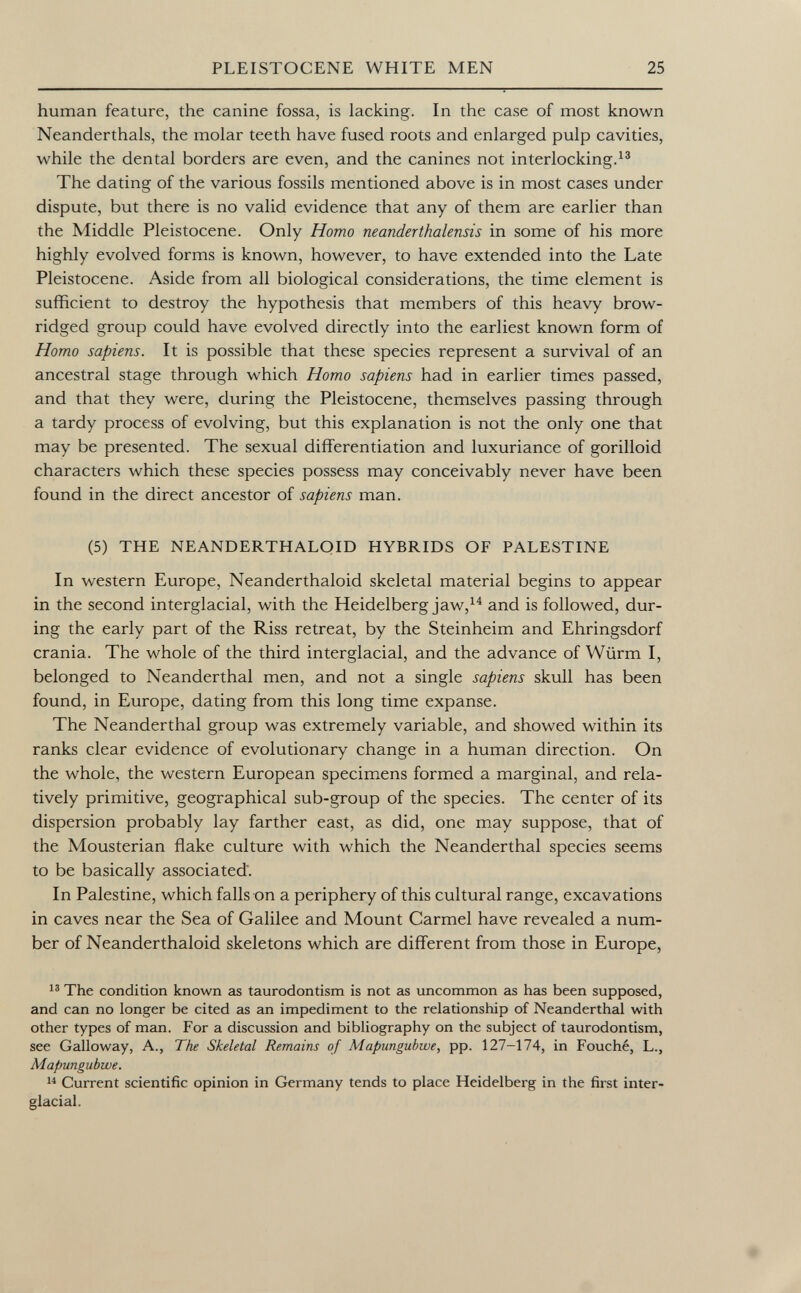 human feature, the canine fossa, is lacking. In the case of most known Neanderthals, the molar teeth have fused roots and enlarged pulp cavities, while the dental borders are even, and the canines not interlocking. 13 The dating of the various fossils mentioned above is in most cases under dispute, but there is no valid evidence that any of them are earlier than the Middle Pleistocene. Only Homo neanderthalensis in some of his more highly evolved forms is known, however, to have extended into the Late Pleistocene. Aside from all biological considerations, the time element is sufficient to destroy the hypothesis that members of this heavy brow- ridged group could have evolved directly into the earliest known form of Homo sapiens. It is possible that these species represent a survival of an ancestral stage through which Homo sapiens had in earlier times passed, and that they were, during the Pleistocene, themselves passing through a tardy process of evolving, but this explanation is not the only one that may be presented. The sexual differentiation and luxuriance of gorilloid characters which these species possess may conceivably never have been found in the direct ancestor of sapiens man. (5) THE NEANDERTHALOID HYBRIDS OF PALESTINE In western Europe, Neanderthaloid skeletal material begins to appear in the second interglacial, with the Heidelberg jaw, 14 and is followed, dur ing the early part of the Riss retreat, by the Steinheim and Ehringsdorf crania. The whole of the third interglacial, and the advance of Würm I, belonged to Neanderthal men, and not a single sapiens skull has been found, in Europe, dating from this long time expanse. The Neanderthal group was extremely variable, and showed within its ranks clear evidence of evolutionary change in a human direction. On the whole, the western European specimens formed a marginal, and rela tively primitive, geographical sub-group of the species. The center of its dispersion probably lay farther east, as did, one may suppose, that of the Mousterian flake culture with which the Neanderthal species seems to be basically associated. In Palestine, which falls on a periphery of this cultural range, excavations in caves near the Sea of Galilee and Mount Carmel have revealed a num ber of Neanderthaloid skeletons which are different from those in Europe, 13 The condition known as taurodontism is not as uncommon as has been supposed, and can no longer be cited as an impediment to the relationship of Neanderthal with other types of man. For a discussion and bibliography on the subject of taurodontism, see Galloway, A., The Skeletal Remains of Mapungubwe, pp. 127-174, in Fouché, L., Mapungubwe. 14 Current scientific opinion in Germany tends to place Heidelberg in the first inter- glacial.