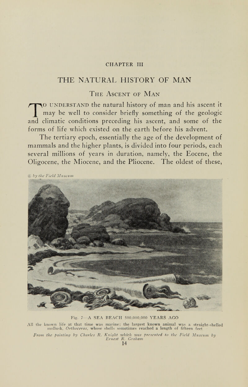 CHAPTER III THE NATURAL HISTORY OF MAN The Ascent of Man T o understand the natural history of man and his ascent it may be well to consider briefly something of the geologic and climatic conditions preceding his ascent, and some of the forms of life which existed on the earth before his advent. The tertiary epoch, essentially the age of the development of mammals and the higher plants, is divided into four periods, each several millions of years in duration, namely, the Eocene, the Oligocène, the Miocene, and the Pliocene. The oldest of these, Fig. 7- A SEA BEACH 500.000,000 YEARS AGO All the known life at that time was marine; the largest known animal was a straight-shelled mollusk, Orthoceras, whose shells sometimes reached a length of fifteen feet From the painting by Charles R. Knight which was presented to the Field Museum by Ernest R. Graham 14 © by the Field Museum