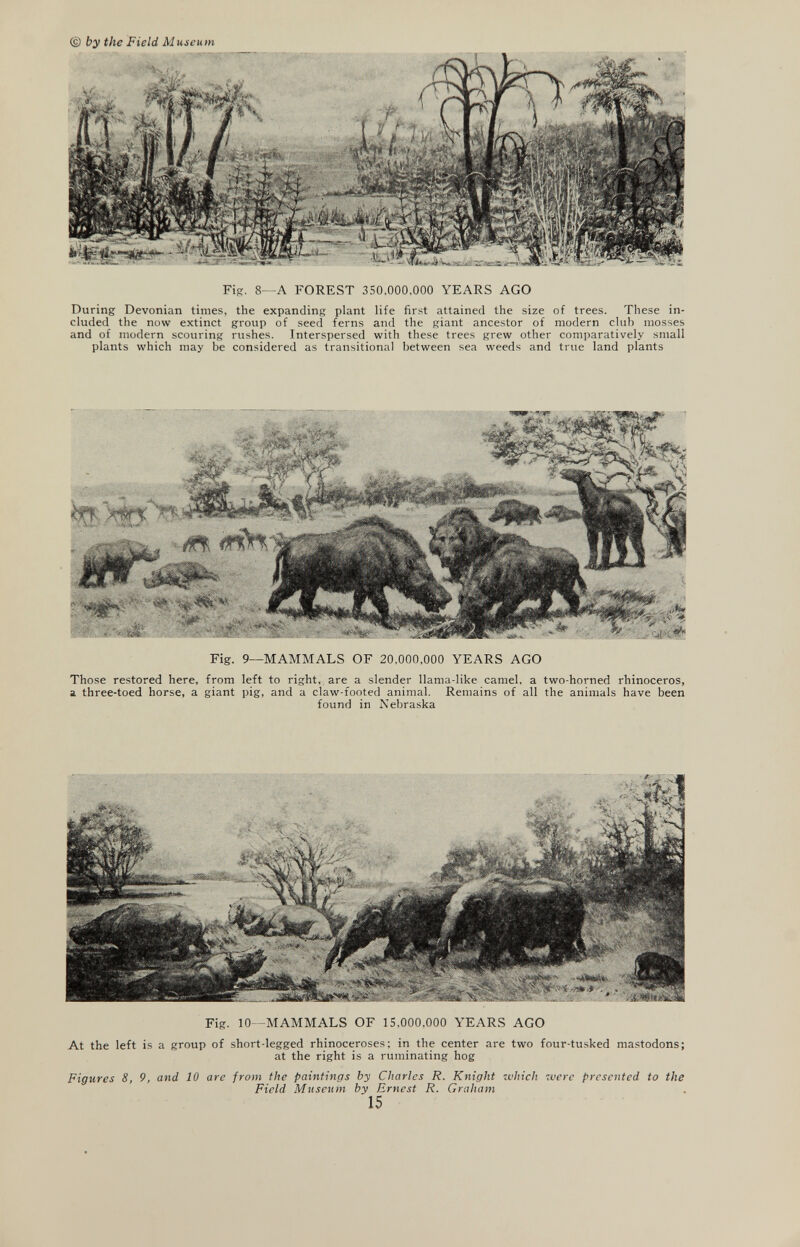 Fig. 8—A FOREST 350,000.000 YEARS AGO During Devonian times, the expanding plant life first attained the size of trees. These in cluded the now extinct group of seed ferns and the giant ancestor of modern club mosses and of modern scouring rushes. Interspersed with these trees grew other comparatively small plants which may be considered as transitional between sea weeds and true land plants Fig. 9—MAMMALS OF 20.000.000 YEARS AGO Those restored here, from left to right, are a slender llama-like camel, a two-horned rhinoceros, a three-toed horse, a giant pig, and a claw-footed animal. Remains of all the animals have been found in Nebraska Wim: Fig. 10—MAMMALS OF 15.000,000 YEARS AGO At the left is a group of short-legged rhinoceroses; in the center are two four-tusked mastodons; at the right is a ruminating hog Figures 8, 9, and 10 are from the paintings by Charles R. Knight which were presented to the Field Museum by Ernest R. Graham