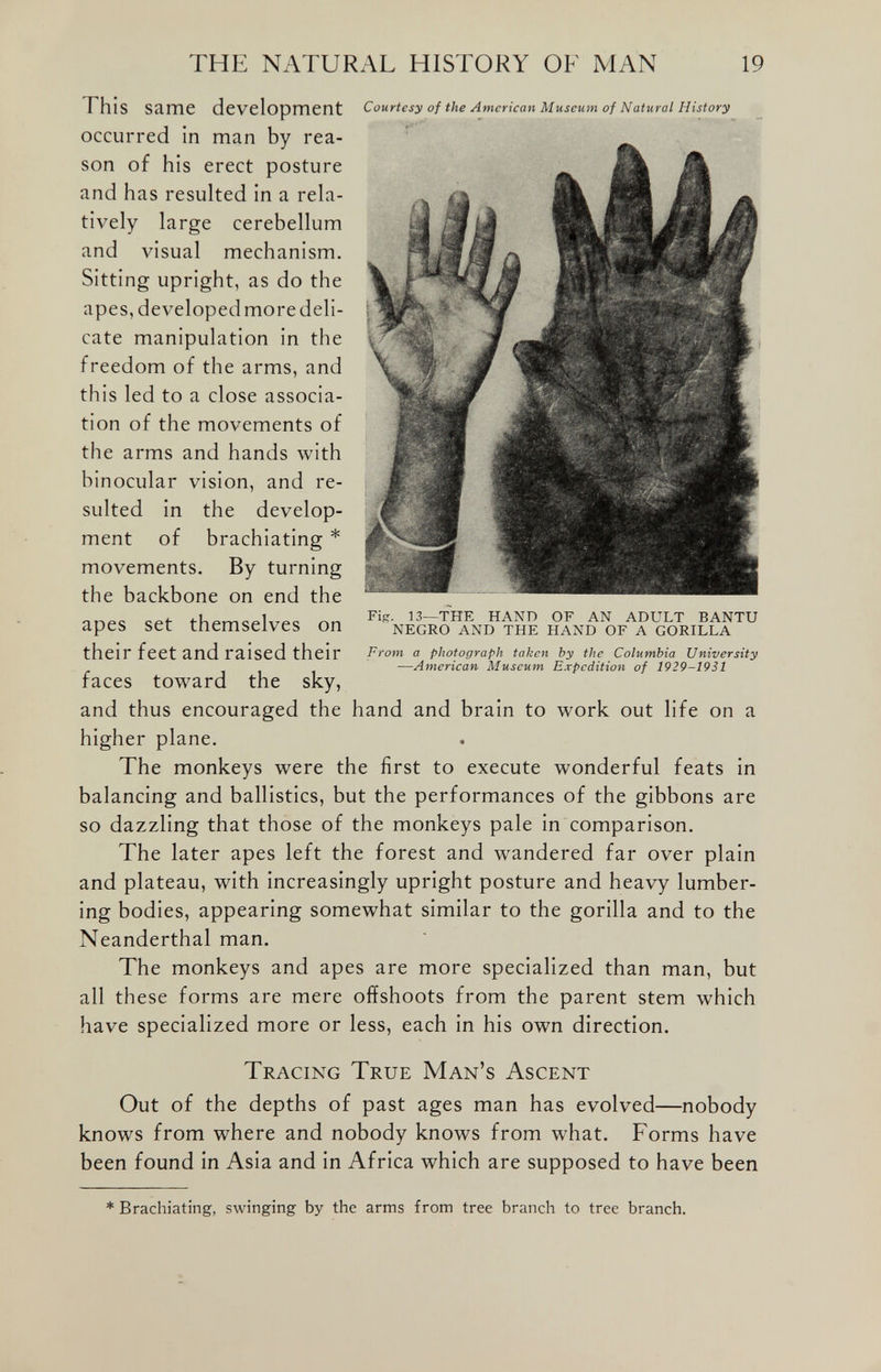 This same development occurred in man by rea son of his erect posture and has resulted in a rela tively large cerebellum and visual mechanism. Sitting upright, as do the apes, developed more deli cate manipulation in the freedom of the arms, and this led to a close associa tion of the movements of the arms and hands with binocular vision, and re sulted in the develop ment of brachiating * movements. By turning the backbone on end the apes set themselves on their feet and raised their faces toward the sky, and thus encouraged the hand and brain to work out life on a higher plane. The monkeys were the first to execute wonderful feats in balancing and ballistics, but the performances of the gibbons are so dazzling that those of the monkeys pale in comparison. The later apes left the forest and wandered far over plain and plateau, with increasingly upright posture and heavy lumber ing bodies, appearing somewhat similar to the gorilla and to the Neanderthal man. The monkeys and apes are more specialized than man, but all these forms are mere offshoots from the parent stem which have specialized more or less, each in his own direction. Tracing True Man’s Ascent Out of the depths of past ages man has evolved—nobody knows from where and nobody knows from what. Forms have been found in Asia and in Africa which are supposed to have been Courtesy of the American Museum of Natural History Fig. 13—THE HAND OF AN ADULT BANTU NEGRO AND THE HAND OF A GORILLA From a photograph taken by the Columbia University —American Museum Expedition of 1929-1931 * Brachiating, swinging by the arms from tree branch to tree branch.