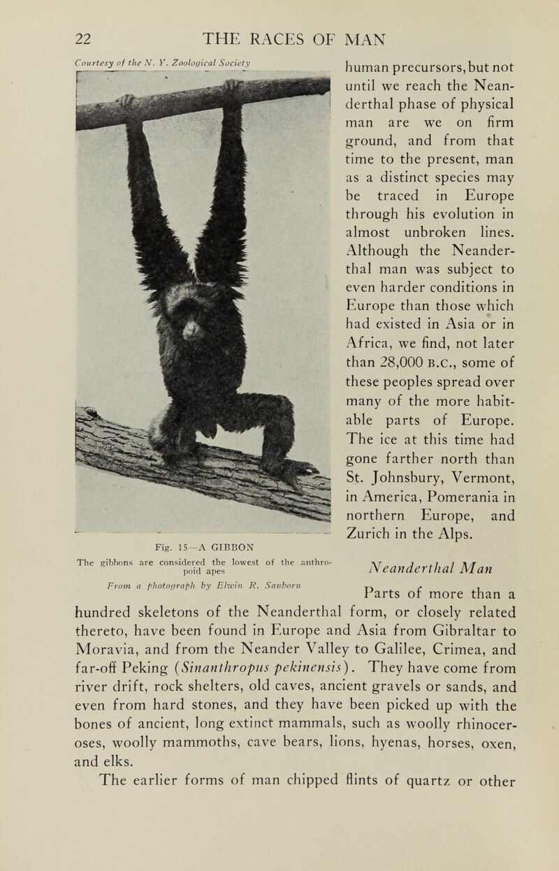 Courtesy of the N. V. Zoological Society Fig. IS—A GIBBON human precursors, but not until we reach the Nean derthal phase of physical man are we on firm ground, and from that time to the present, man as a distinct species may be traced in Europe through his evolution in almost unbroken lines. Although the Neander thal man was subject to even harder conditions in Europe than those which had existed in Asia or in Africa, we find, not later than 28,000 B.c., some of these peoples spread over many of the more habit able parts of Europe. The ice at this time had gone farther north than St. Johnsbury, Vermont, in America, Pomerania in northern Europe, and Zurich in the Alps. The gibbons are considered the lowest of the anthro- j .1 ) j poid apes A eanderthal Alan From a photograph by Elwin R. Sanborn T ~. , . l arts or more than a hundred skeletons of the Neanderthal form, or closely related thereto, have been found in Europe and Asia from Gibraltar to Moravia, and from the Neander Valley to Galilee, Crimea, and far-off Peking (Sinanthropus pekinensis ). They have come from river drift, rock shelters, old caves, ancient gravels or sands, and even from hard stones, and they have been picked up with the bones of ancient, long extinct mammals, such as woolly rhinocer oses, woolly mammoths, cave bears, lions, hyenas, horses, oxen, and elks. The earlier forms of man chipped flints of quartz or other