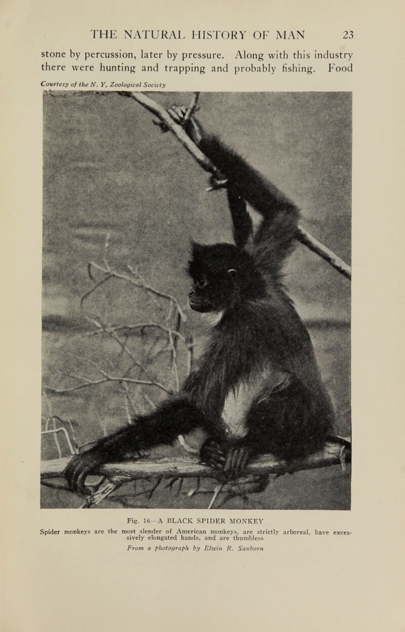 stone by percussion, later by pressure. Along with this industry there were hunting and trapping and probably fishing. Food Courtesy of the N. Y, Zoological Society Fig. 16—A BLACK SPIDER MONKEY Spider monkeys are the most slender of American monkeys, are strictly arboreal, have exces sively elongated hands, and are thumbless From a photograph by Elwin R. Sanborn