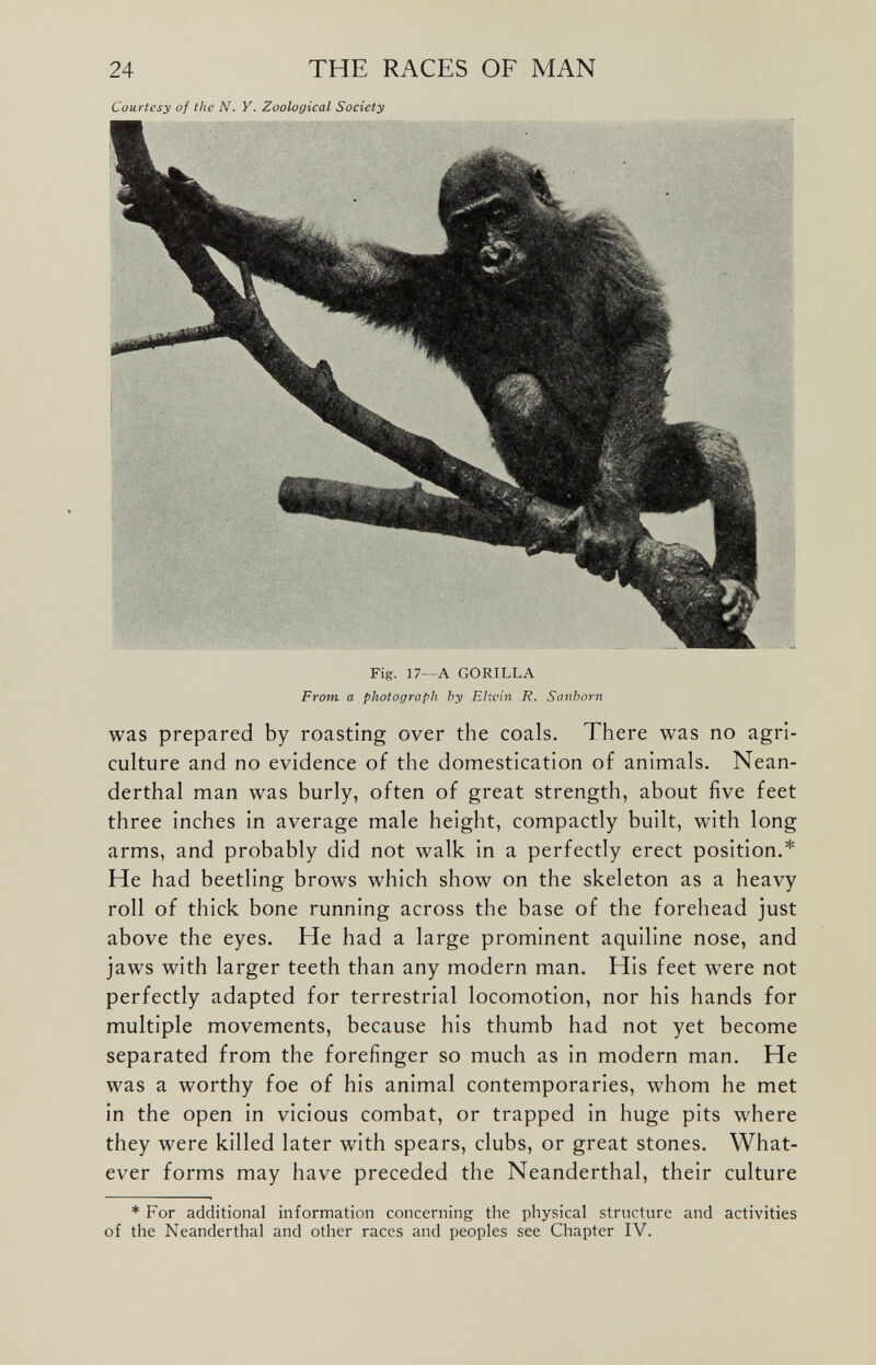 was prepared by roasting over the coals. There was no agri culture and no evidence of the domestication of animals. Nean derthal man was burly, often of great strength, about five feet three inches in average male height, compactly built, with long arms, and probably did not walk in a perfectly erect position.* He had beetling brows which show on the skeleton as a heavy roll of thick bone running across the base of the forehead just above the eyes. He had a large prominent aquiline nose, and jaws with larger teeth than any modern man. His feet were not perfectly adapted for terrestrial locomotion, nor his hands for multiple movements, because his thumb had not yet become separated from the forefinger so much as in modern man. He was a worthy foe of his animal contemporaries, whom he met in the open in vicious combat, or trapped in huge pits where they were killed later with spears, clubs, or great stones. What ever forms may have preceded the Neanderthal, their culture * For additional information concerning the physical structure and activities of the Neanderthal and other races and peoples see Chapter IV. 24 THE RACES OF MAN Courtesy of the N. Y. Zoological Society Fig. 17—A GORILLA From a photograph by Elzvin R. Sanborn