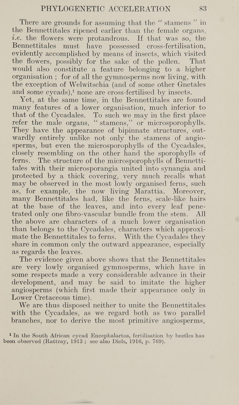 There are grounds for assuming that the  stamens in the Bennettitales ripened earlier than the female organs, i.e. the flowers were protandrous. If that was so, the Bennettitales must have possessed cross-fertilisation, evidently accomplished by means of insects, which visited the flowers, possibly for the sake of the pollen. That would also constitute a feature belonging to a higher organisation ; for of all the gymnosperms now living, with the exception of Welwitschia (and of some other Gnetales and some cycads), 1 none are cross-fertilised by insects. Yet, at the same time, in the Bennettitales are found many features of a lower organisation, much inferior to that of the Cycadales. To such we may in the first place refer the male organs,  stamens, or microsporophylls. They have the appearance of bipinnate structures, out wardly entirely unlike not only the stamens of angio- sperms, but even the microsporophylls of the Cycadales, closely resembling on the other hand the sporophylls of ferns. The structure of the microsporophylls of Bennetti tales with their microsporangia united into synangia and protected by a thick covering, very much recalls what may be observed in the most lowly organised ferns, such as, for example, the now living Marattia. Moreover, many Bennettitales had, like the ferns, scale-like hairs at the base of the leaves, and into every leaf pene trated only one fibro-vascular bundle from the stem. All the above are characters of a much lower organisation than belongs to the Cycadales, characters which approxi mate the Bennettitales to ferns. With the Cycadales they share in common only the outward appearance, especially as regards the leaves. The evidence given above shows that the Bennettitales are very lowly organised gymnosperms, which have in some respects made a very considerable advance in their development, and may be said to imitate the higher angiosperms (which first made their appearance only in Lower Cretaceous time). We are thus disposed neither to unite the Bennettitales with the Cycadales, as we regard both as two parallel branches, nor to derive the most primitive angiosperms, 1 In the South African cycad Encephalartos, fertilisation by beetles has been observed (Rattray, 1913 ; see also Diels, 1916, p. 769).