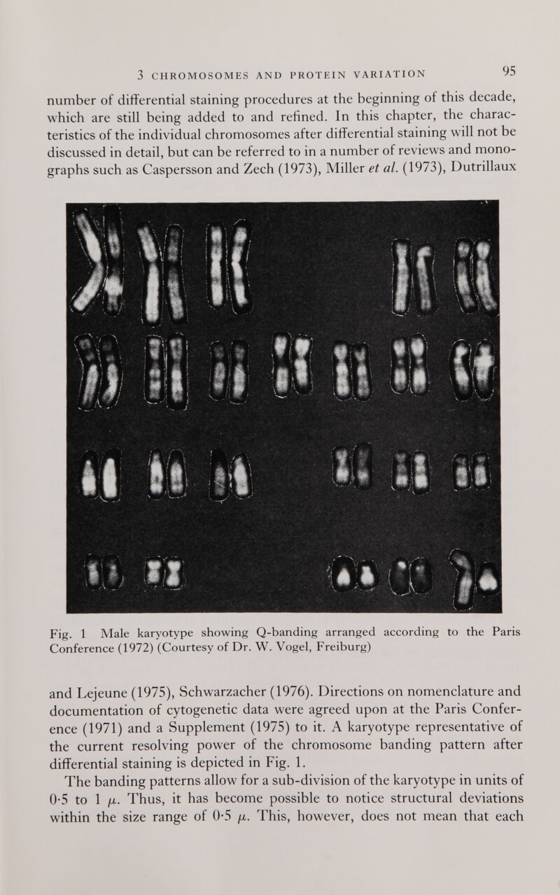 3 CHROMOSOMES AND PROTEIN VARIATION 95 number of differential staining procedures at the beginning of this decade, which are still being added to and refined. In this chapter, the charac¬ teristics of the individual chromosomes after differential staining will not be discussed in detail, but can be referred to in a number of reviews and mono¬ graphs such as Caspersson and Zech (1973), Miller et al. (1973), Dutrillaux Fig. 1 Male karyotype showing Q-banding arranged according to the Paris Conference (1972) (Courtesy of Dr. W. Vogel, Freiburg) and Lejeune (1975), Schwarzacher (1976). Directions on nomenclature and documentation of cytogenetic data were agreed upon at the Paris Confer¬ ence (1971) and a Supplement (1975) to it. A karyotype representative of the current resolving power of the chromosome banding pattern after differential staining is depicted in Fig. 1. The banding patterns allow for a sub-division of the karyotype in units of 0-5 to 1 fx. Thus, it has become possible to notice structural deviations within the size range of 0-5 ¡x. This, however, does not mean that each