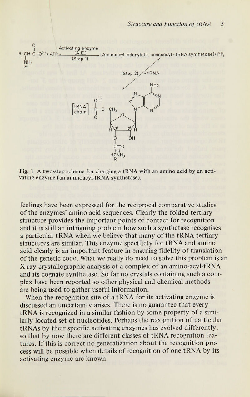 Structure and Function of tRNA 5 l(+) HCNH3 Fig. 1 A two-step scheme for charging a tRNA with an amino acid by an acti¬ vating enzyme (an aminoacyl-tRNA synthetase). feelings have been expressed for the reciprocal comparative studies of the enzymes' amino acid sequences. Clearly the folded tertiary structure provides the important points of contact for recognition and it is still an intriguing problem how such a synthetase recognises a particular tRNA when we believe that many of the tRNA tertiary structures are similar. This enzyme specificty for tRNA and amino acid clearly is an important feature in ensuring fidelity of translation of the genetic code. What we really do need to solve this problem is an X-ray crystallographic analysis of a complex of an amino-acyl-tRNA and its cognate synthetase. So far no crystals containing such a com¬ plex have been reported so other physical and chemical methods are being used to gather useful information. When the recognition site of a tRNA for its activating enzyme is discussed an uncertainty arises. There is no guarantee that every tRNA is recognized in a similar fashion by some property of a simi¬ larly located set of nucleotides. Perhaps the recognition of particular tRNAs by their specific activating enzymes has evolved differently, so that by now there are different classes of tRNA recognition fea¬ tures, If this is correct no generahzation about the recognition pro¬ cess will be possible when details of recognition of one tRNA by its activating enzyme are known.