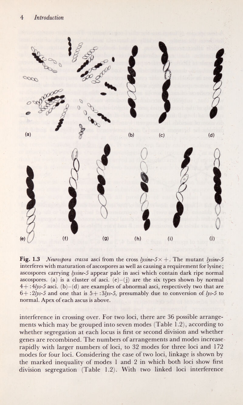 4 Introduction (e)f/ (f) (g) (h) (i) (j) Fig. 1.3 Neurospora crassa asci from the cross lysine-Sx The mutant lysine-5 interferes with maturation of ascospores as well as causing a requirement for lysine; ascospores carrying lysine-5 appear pale in asci which contain dark ripe normal ascospores. (a) is a cluster of asci, (e)-(j) are the six types shown by normal 4+ 'Alys-S asci, (b)-(d) are examples of abnormal asci, respectively two that are 6+ :2lys-5 and one that is 5+ •.Ъlys-5, presumably due to conversion of lys-5 to normal. Apex of each ascus is above. interference in crossing over. For two loci, there are 36 possible arrange¬ ments which may be grouped into seven modes (Table 1.2), according to whether segregation at each locus is first or second division and whether genes are recombined. The numbers of arrangements and modes increase ■ rapidly with larger numbers of loci, to 32 modes for three loci and 172 modes for four loci. Considering the case of two loci, linkage is shown by the marked inequality of modes 1 and 2 in which both loci show first division segregation (Table 1.2). With two linked loci interference
