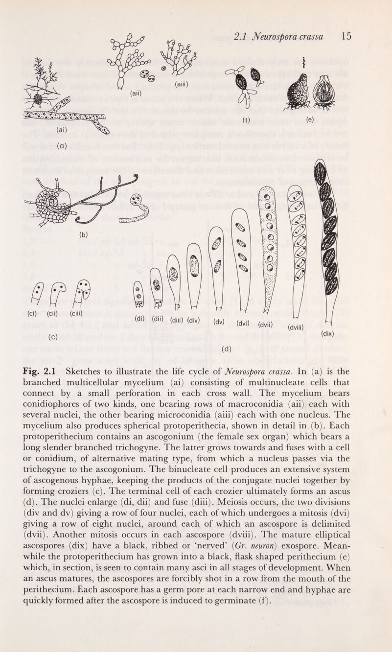 Fig. 2.1 Sketches to illustrate the life cycle of Neurospora crassa. In (a) is the branched multicellular mycelium (ai) consisting of multinucleate cells that connect by a small perforation in each cross wall. The mycelium bears conidiophores of two kinds, one bearing rows of macroconidia (aii) each with several nuclei, the other bearing microconidia (aiii) each with one nucleus. The mycelium also produces spherical protoperithecia, shown in detail in (b). Each protoperithecium contains an ascogonium (the female sex organ) which bears a long slender branched trichogyne. The latter grows towards and fuses with a cell or conidium, of alternative mating type, from which a nucleus passes via the trichogyne to the ascogonium. The binucleate cell produces an extensive system of ascogenous hyphae, keeping the products of the conjugate nuclei together by forming croziers (c). The terminal cell of each crozier ultimately forms an ascus (d). The nuclei enlarge (di, dii) and fuse (diii). Meiosis occurs, the two divisions (div and dv) giving a row of four nuclei, each of which undergoes a mitosis (dvi) giving a row of eight nuclei, around each of which an ascospore is delimited (dvii). Another mitosis occurs in each ascospore (dviii). The mature elliptical ascospores (dix) have a black, ribbed or 'nerved' [Gr. neuron) exospore. Mean¬ while the protoperithecium has grown into a black, flask shaped perithecium (e) which, in section, is seen to contain many asci in all stages of development. When an ascus matures, the ascospores are forcibly shot in a row from the mouth of the perithecium. Each ascospore has a germ pore at each narrow end and hyphae are quickly formed after the ascospore is induced to germinate (f).