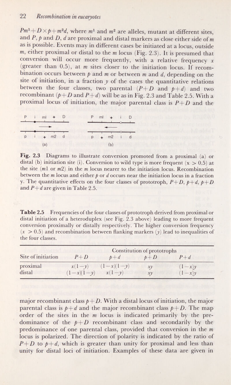 22 Recombination in eucaryotes PnO'-^-Dy.p-^m'^d, where m} and are alleles, mutant at different sites, and P, p and D, d are proximal and distal markers as close either side of m as is possible. Events may in different cases be initiated at a locus, outside m, either proximal or distal to the m locus (Fig. 2.3). It is presumed that conversion will occur more frequently, with a relative frequency x (greater than 0.5), at m sites closer to the initiation locus. If recom¬ bination occurs between p and m or between m and d, depending on the site of initiation, in a fraction y of the cases the quantitative relations between the four classes, two parental {P+D and p + d) and two recombinant {p-\-D and P-\-d) will be as in Fig. 2.3 and Table 2.5. With a proximal locus of initiation, the major parental class is P+Z) and the ml + D P ml -J 1 1— I 1— p i + m2 d p + m2 i d (a) (b) Fig. 2.3 Diagrams to illustrate conversion promoted from a proximal (a) or distal (b) initiation site (i). Conversion to wild type is more frequent (x > 0.5) at the site {m\ or m2) in the m locus nearer to the initiation locus. Recombination between the m locus and either/) or d occurs near the initiation locus in a fraction y. The quantitative effects on the four classes of prototroph, P-\-D, p-\-d, p-\-D and P-\-d are given in Table 2.5. Table 2.5 Frequencies of the four classes of prototroph derived from proximal or distal initiation of a heteroduplex (see Fig. 2.3 above) leading to more frequent conversion proximally or distally respectively. The higher conversion frequency {x > 0.5) and recombination between flanking markers [y) lead to inequalities of the four classes. Constitution of prototrophs Site of initiation P-\-D p+d p + D P-\-d proximal x(l—ji) (1 — x)(l —jv) xy {\—x)y distal (1—x)(l—jv) x{\—y) xy {\—x)y major recombinant class/> + /). With a distal locus of initiation, the major parental class is p-\-d and the major recombinant class p + D. The map order of the sites in the m locus is indicated primarily by the pre¬ dominance of the p-\-D recombinant class and secondarily by the predominance of one parental class, provided that conversion in the m locus is polarized. The direction of polarity is indicated by the ratio of P-\-D to p-\-d, which is greater than unity for proximal and less than unity for distal loci of initiation. Examples of these data are given in
